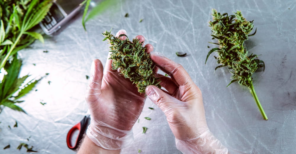 Cannabis Strains for Outdoor Activity