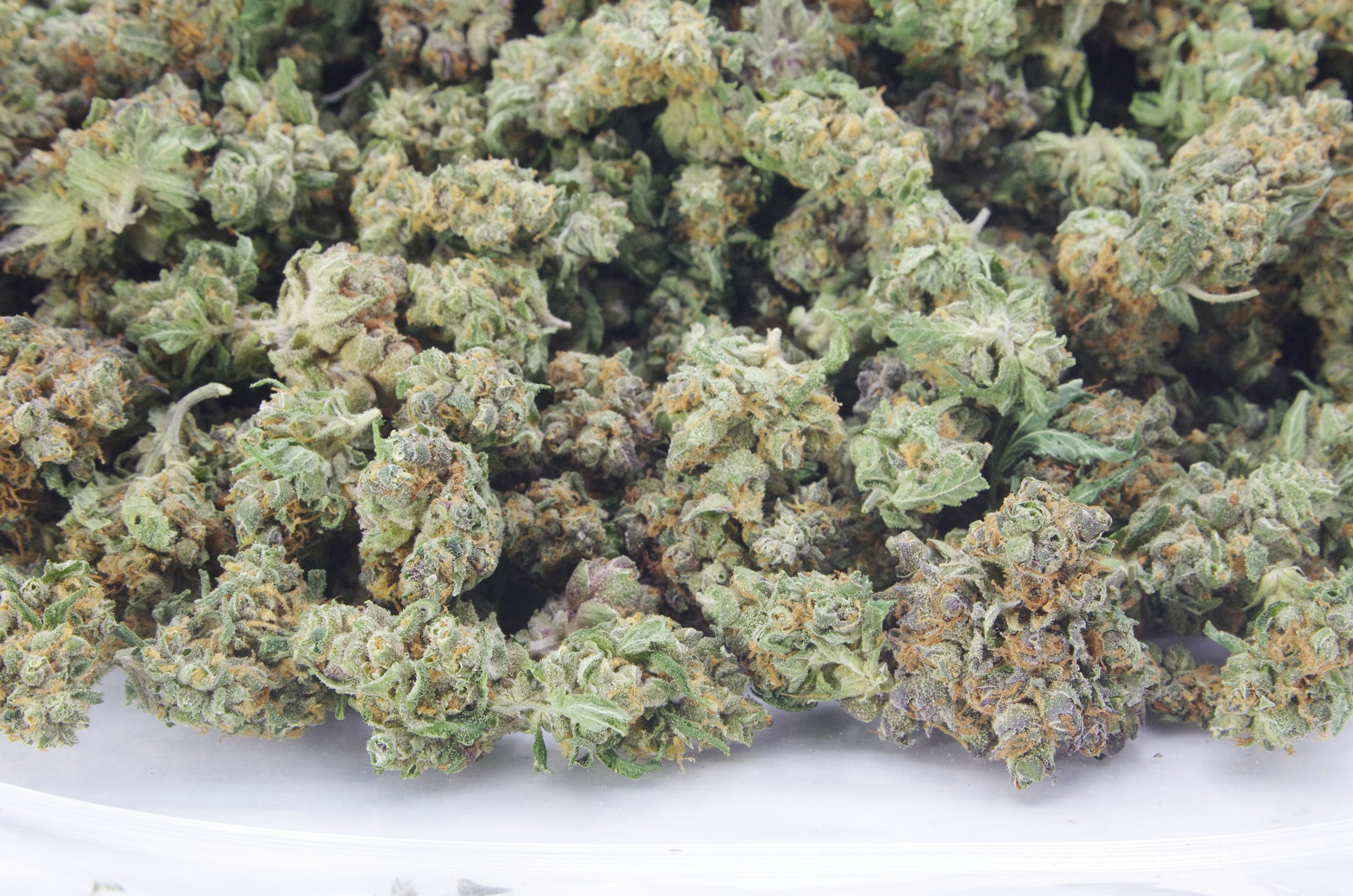 Zkittlez Mints Smalls (Oz Special) Hybrid anti-anxiety Zkittlez Mints Smalls (Oz Special) Hybrid anti-anxiety