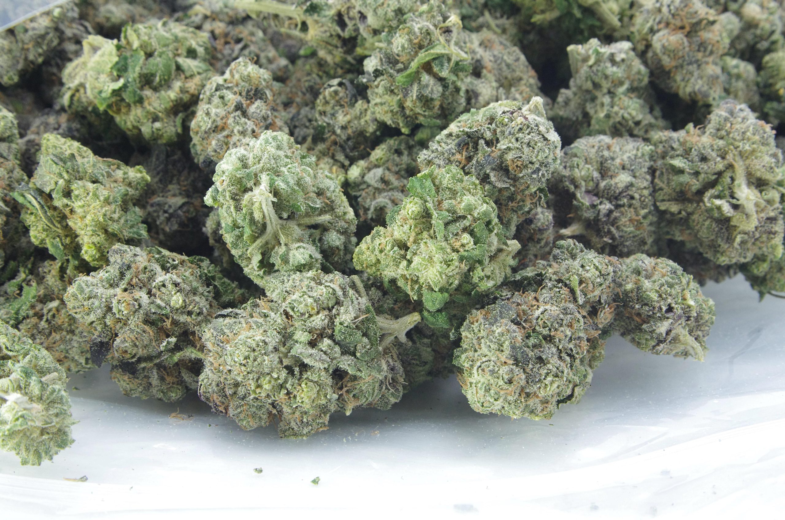 Berry White (Oz Special) Hybrid anti-anxiety Berry White (Oz Special) Hybrid anti-anxiety