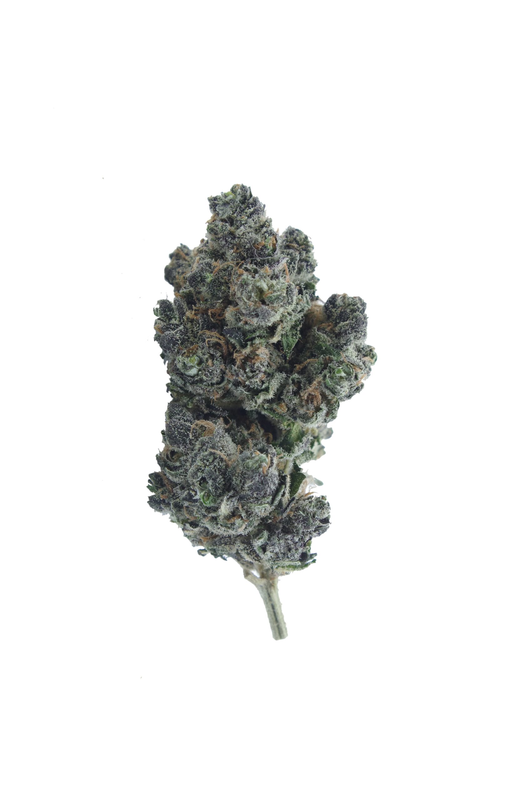 Berry White (Oz Special) Hybrid anti-anxiety Berry White (Oz Special) Hybrid anti-anxiety