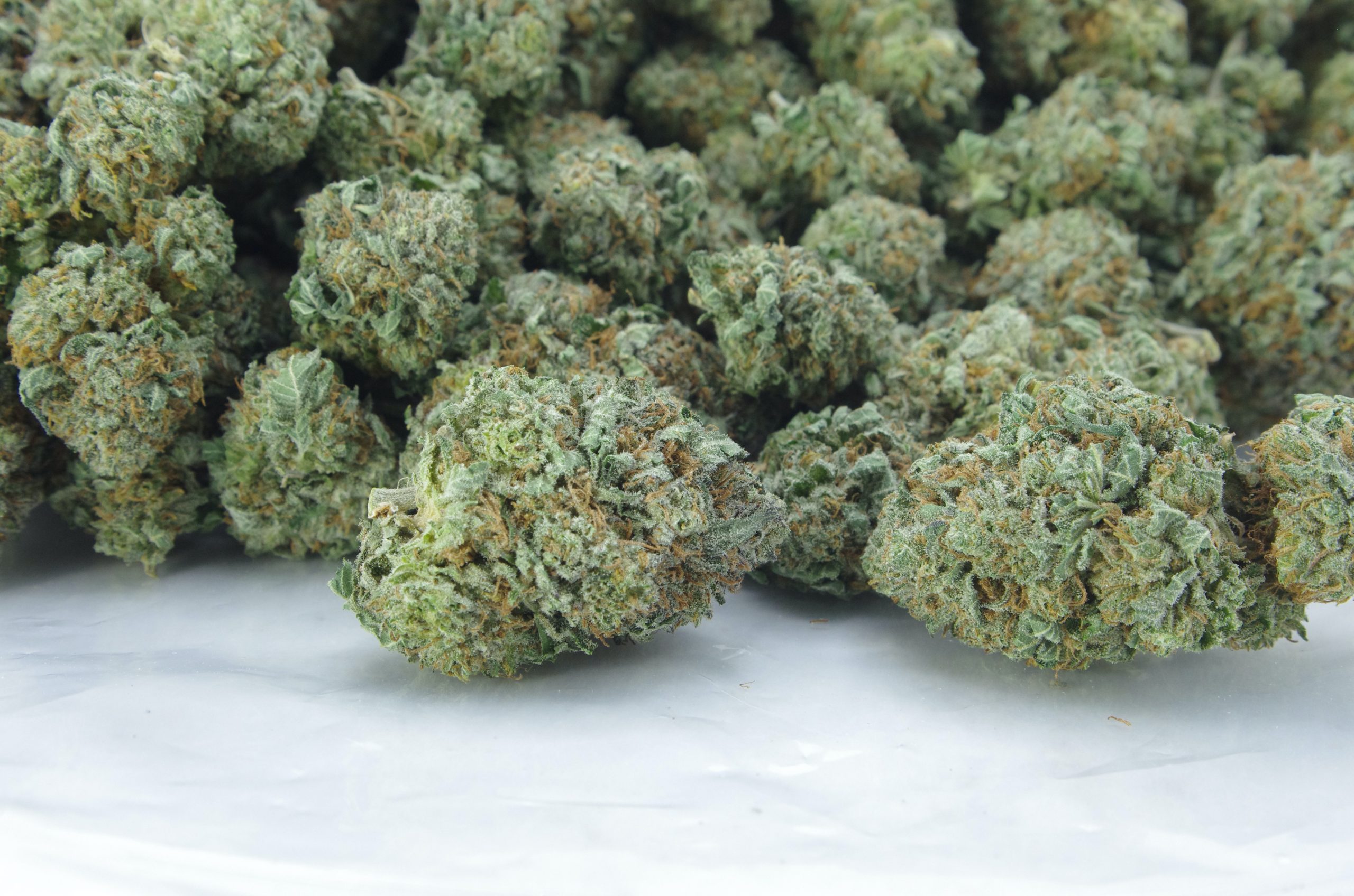 Black Rose (Oz Special) Indica anti-anxiety Black Rose (Oz Special) Indica anti-anxiety