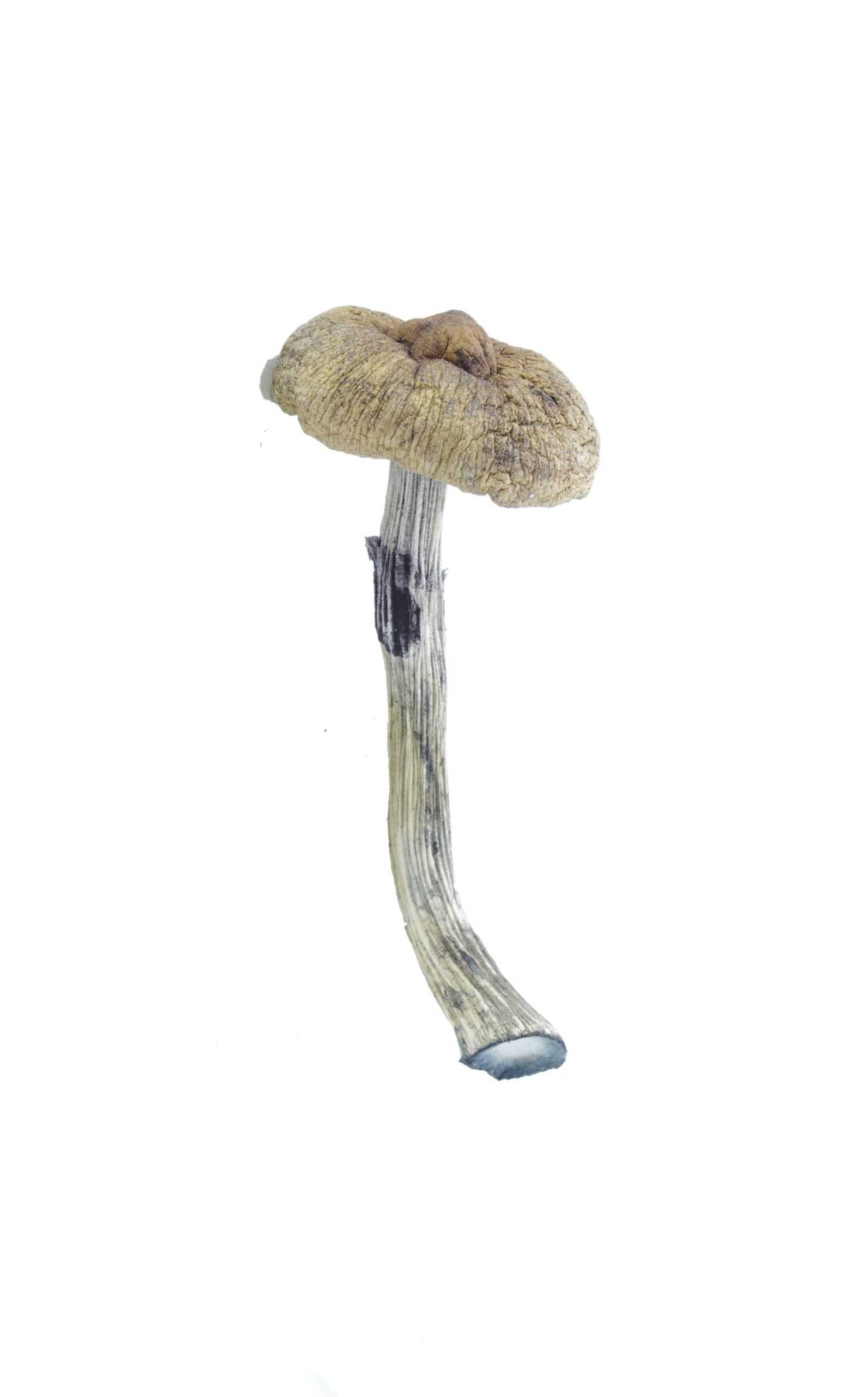 Huatula Mushrooms Huatula Huatula Mushrooms Huatula
