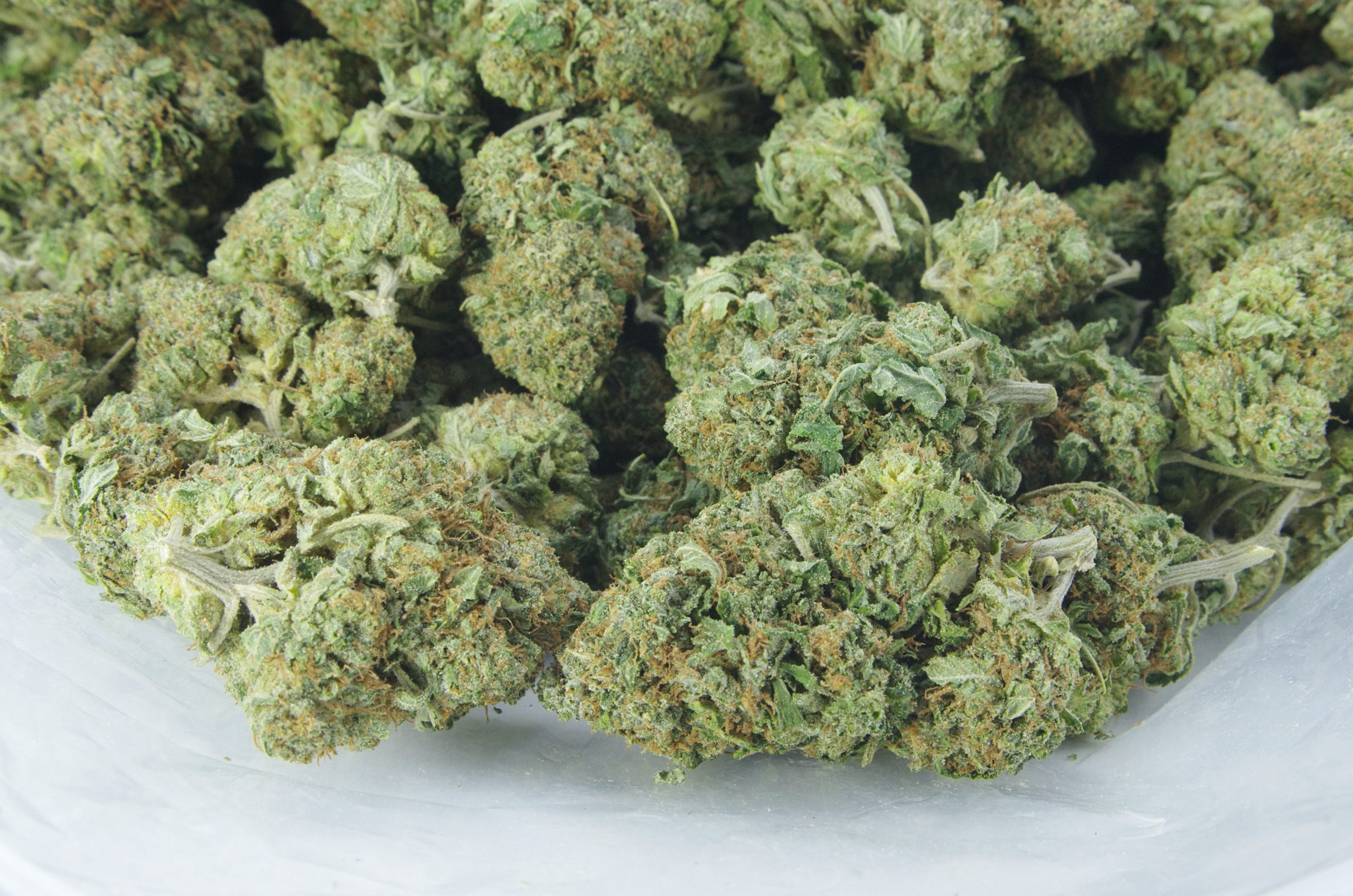 Pinetar (Oz Special) Indica anti-anxiety Pinetar (Oz Special) Indica anti-anxiety