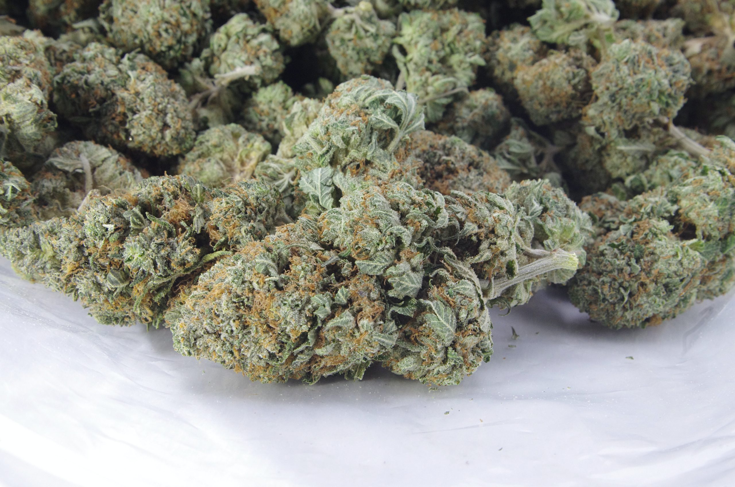 Pink Tuna (Oz Special) Indica anti-anxiety Pink Tuna (Oz Special) Indica anti-anxiety