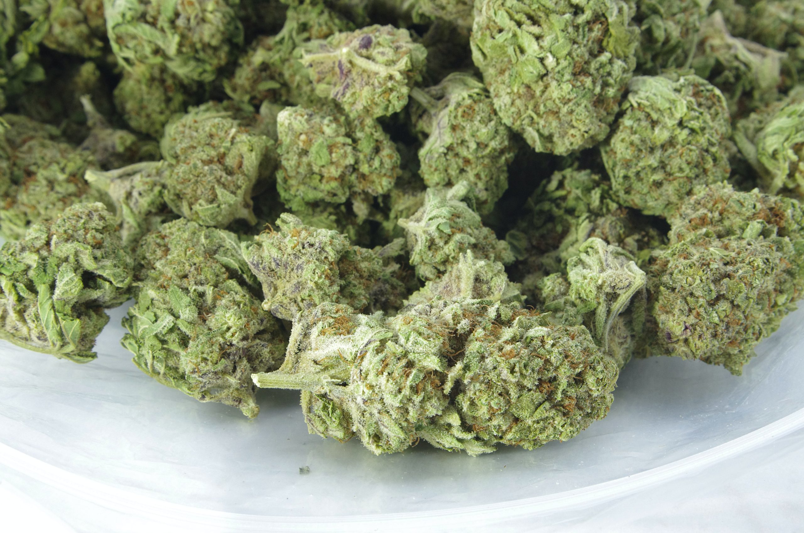 Tiramisu (Oz Special) Sativa anti-anxiety Tiramisu (Oz Special) Sativa anti-anxiety