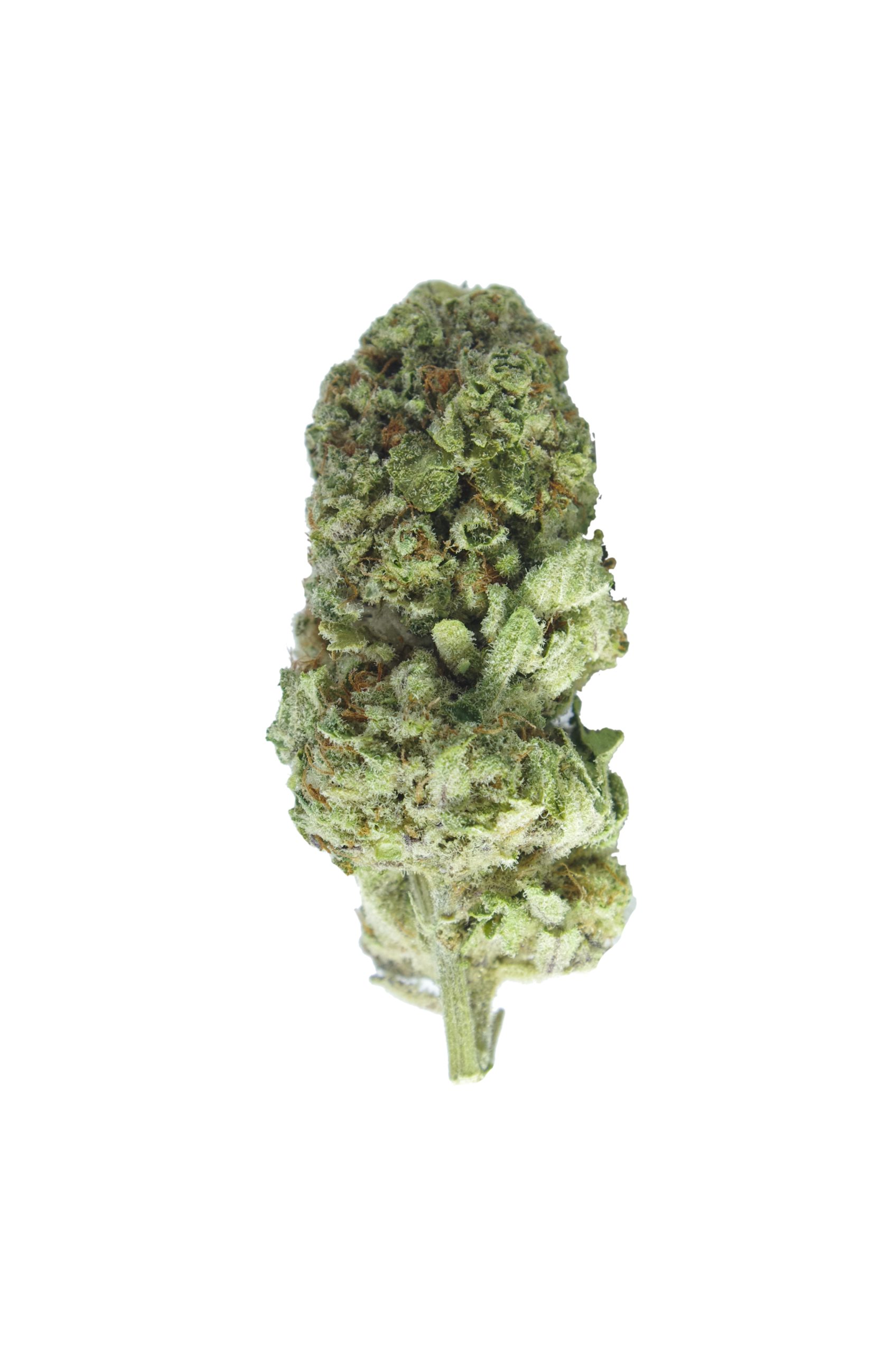 Tiramisu (Oz Special) Sativa anti-anxiety Tiramisu (Oz Special) Sativa anti-anxiety