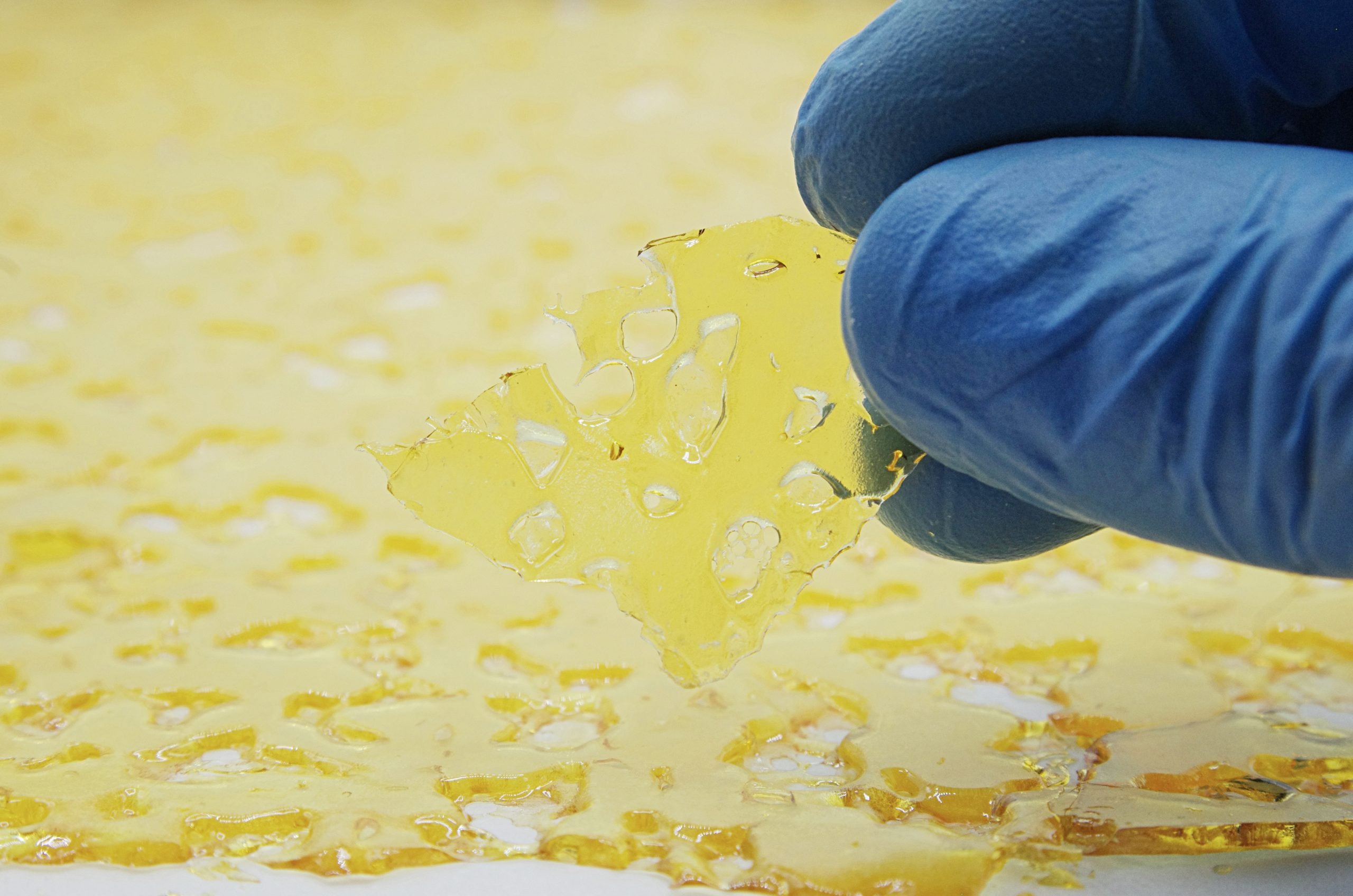 White Truffle Shatter Concentrates White Truffle Shatter Concentrates