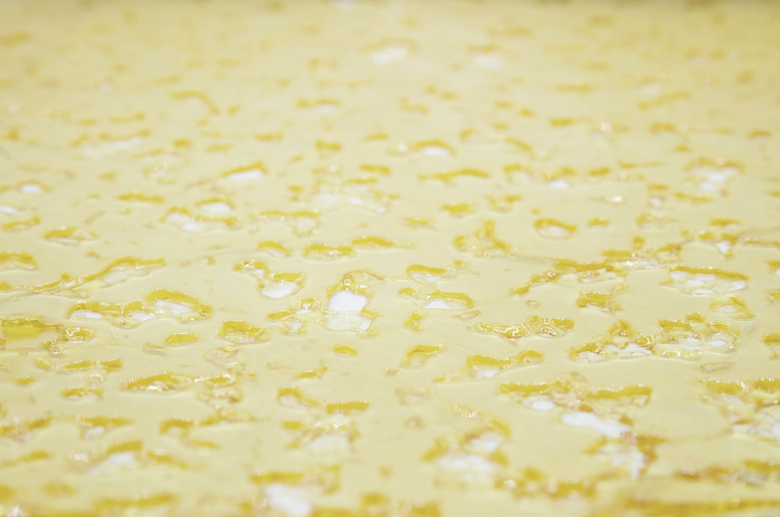White Truffle Shatter Concentrates White Truffle Shatter Concentrates