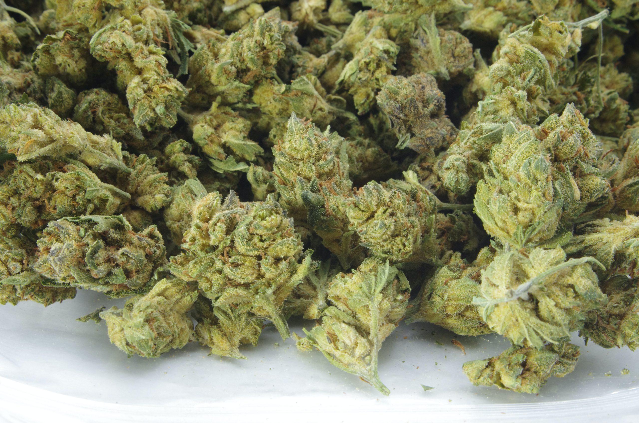 Gorilla Breath Smalls (Oz special) Hybrid anti-anxiety Gorilla Breath Smalls (Oz special) Hybrid anti-anxiety