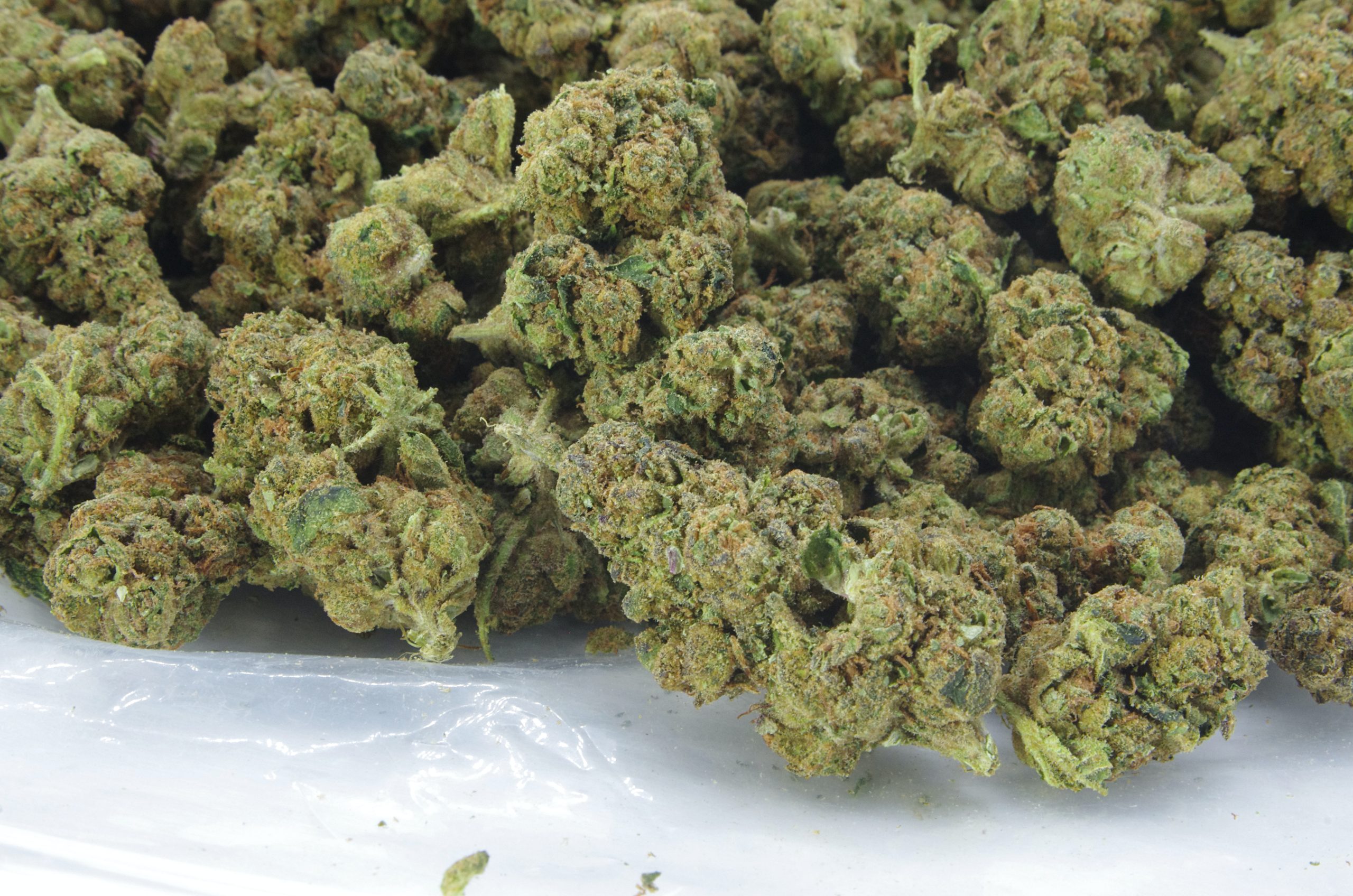 LA Kush (Oz special) Indica anti-anxiety LA Kush (Oz special) Indica anti-anxiety
