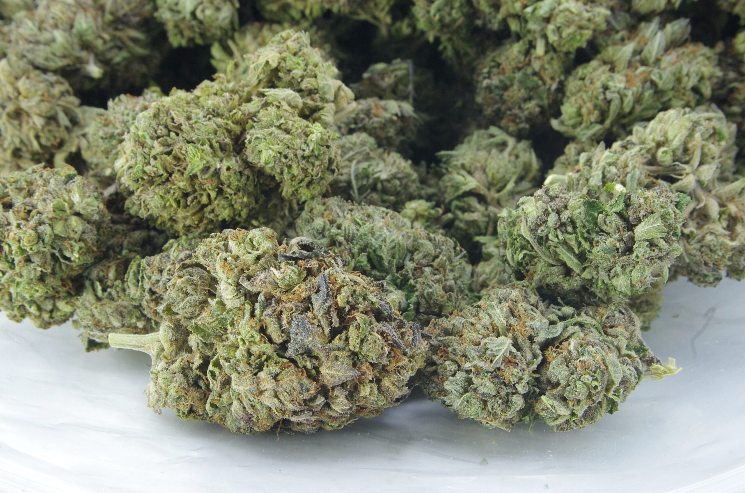 Greasy Tuna (Oz Special) Indica anti-anxiety Greasy Tuna (Oz Special) Indica anti-anxiety