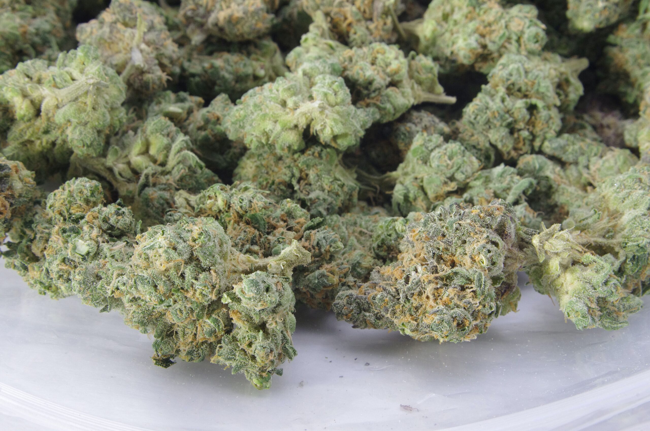 Jager Kush (Oz special) All Strains anti-anxiety Jager Kush (Oz special) All Strains anti-anxiety