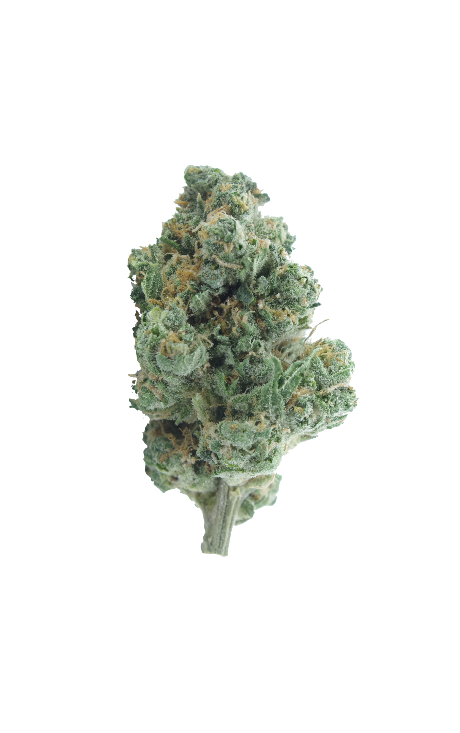Jager Kush (Oz special) All Strains anti-anxiety Jager Kush (Oz special) All Strains anti-anxiety