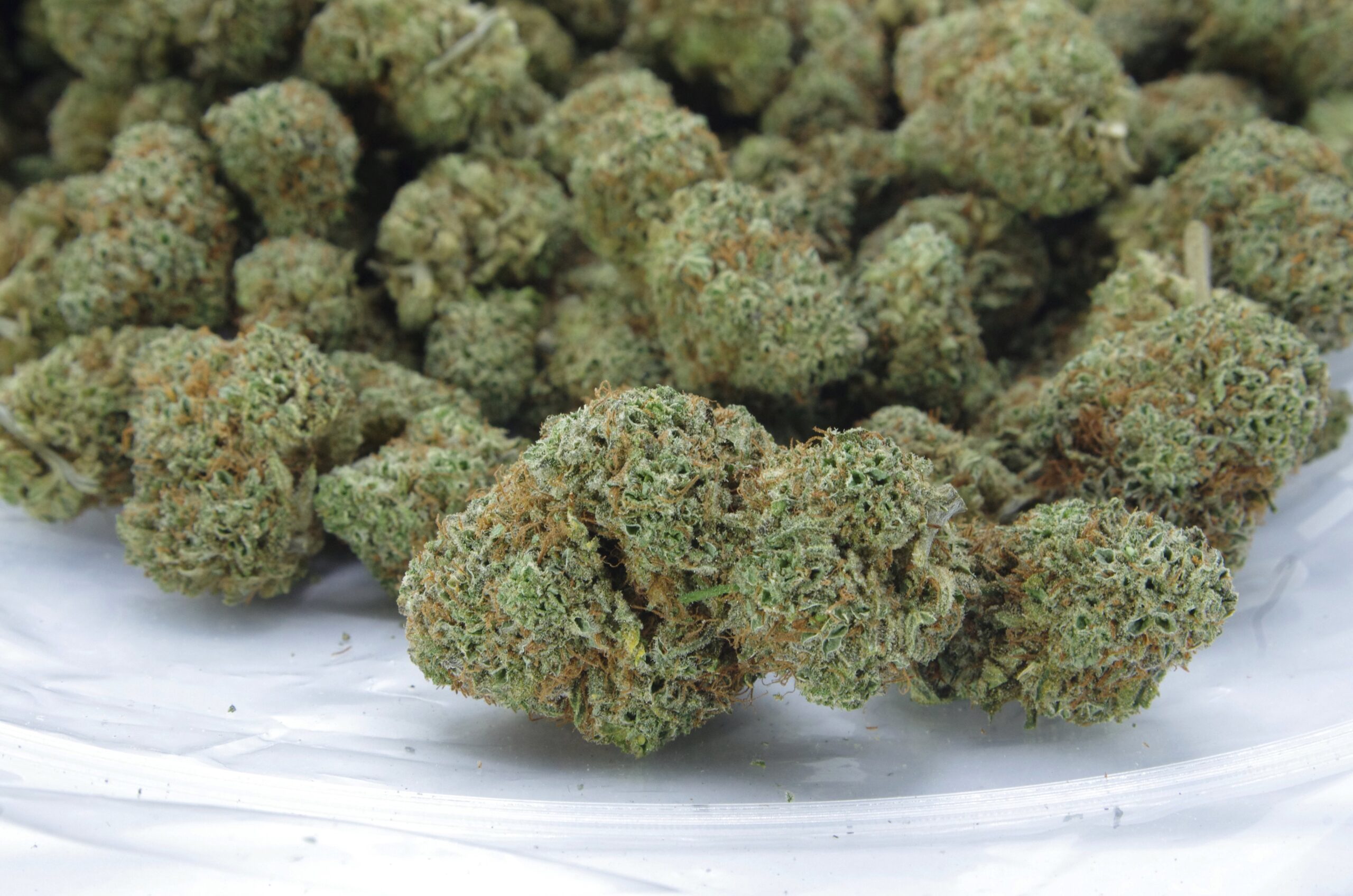 Gelato (Oz Special) Hybrid Gelato (Oz Special) Hybrid
