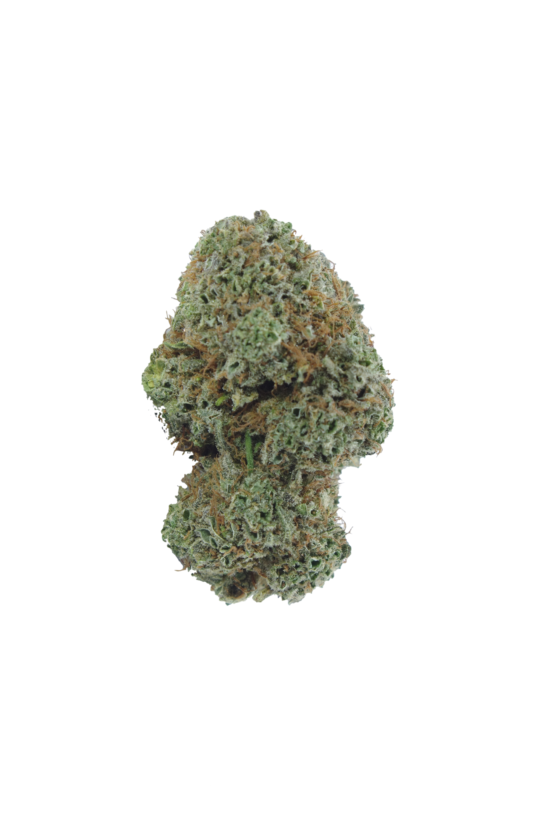 Gelato (Oz Special) Hybrid Gelato (Oz Special) Hybrid