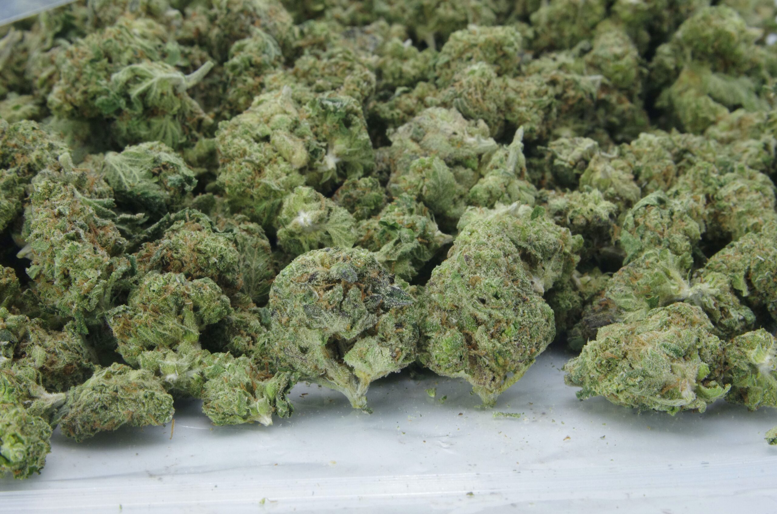 LA Gas Smalls (Oz Special) Hybrid LA Gas Smalls (Oz Special) Hybrid