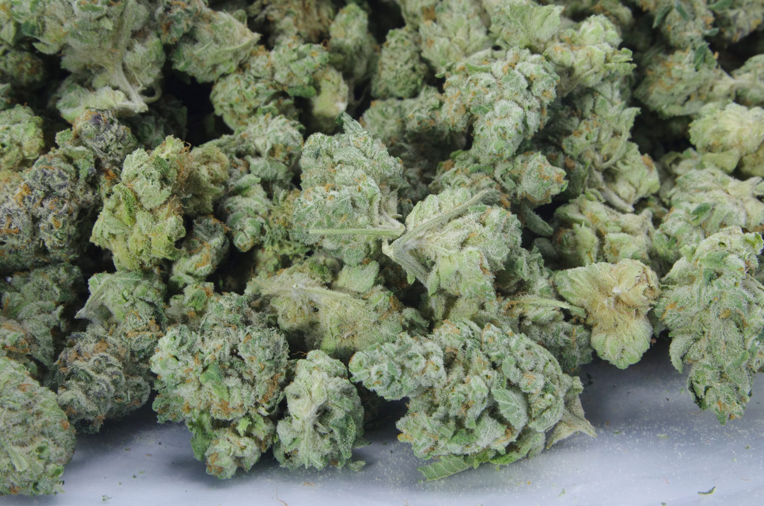 White Russian (Oz Special) All Strains White Russian (Oz Special) All Strains