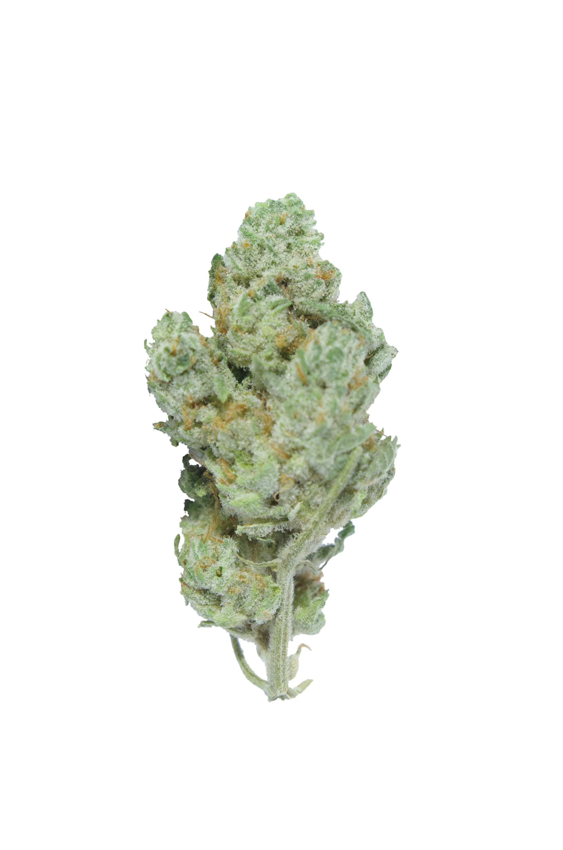 White Russian (Oz Special) All Strains White Russian (Oz Special) All Strains