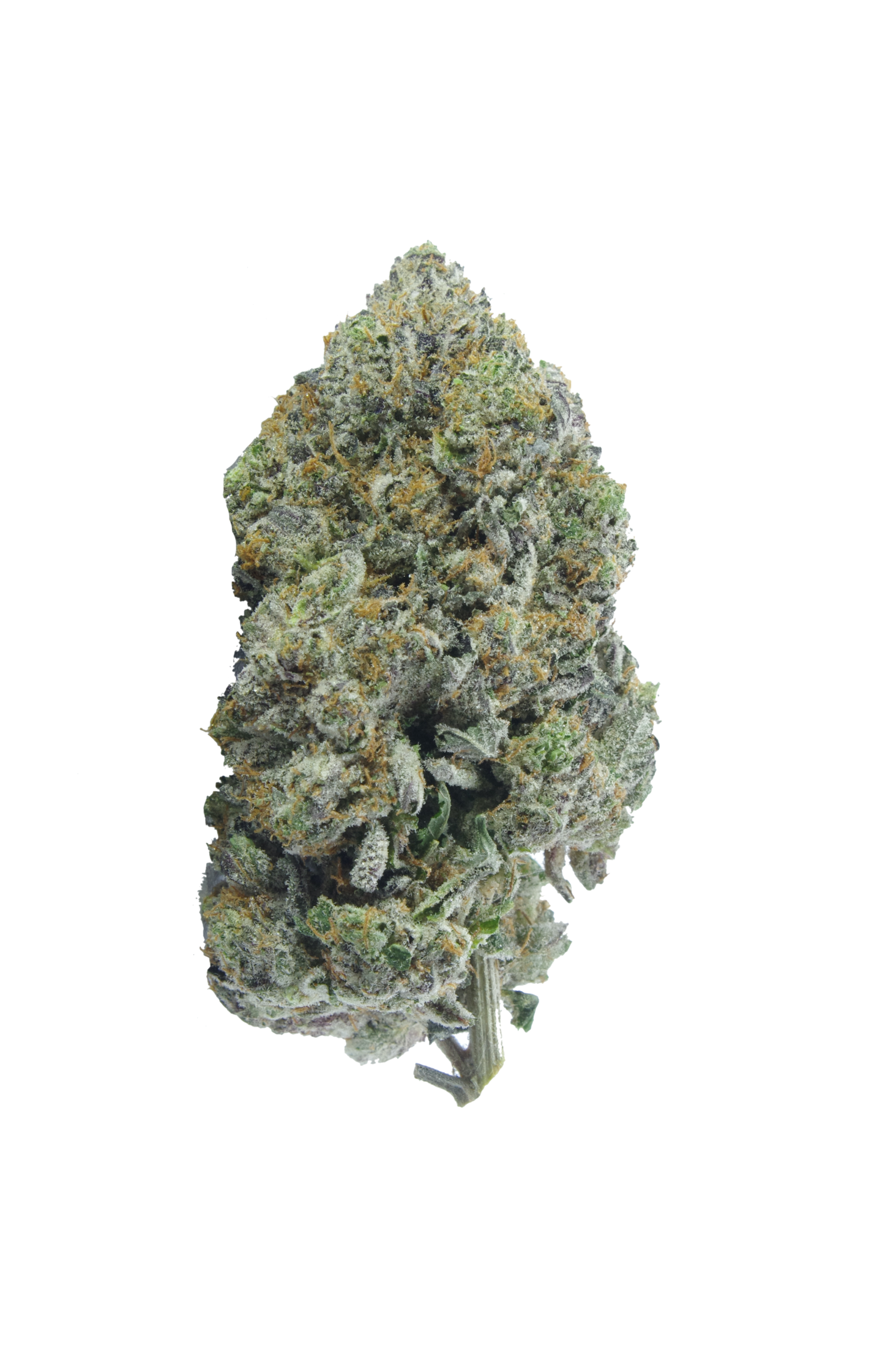 Predator Pink (Oz special) Indica anti-anxiety Predator Pink (Oz special) Indica anti-anxiety