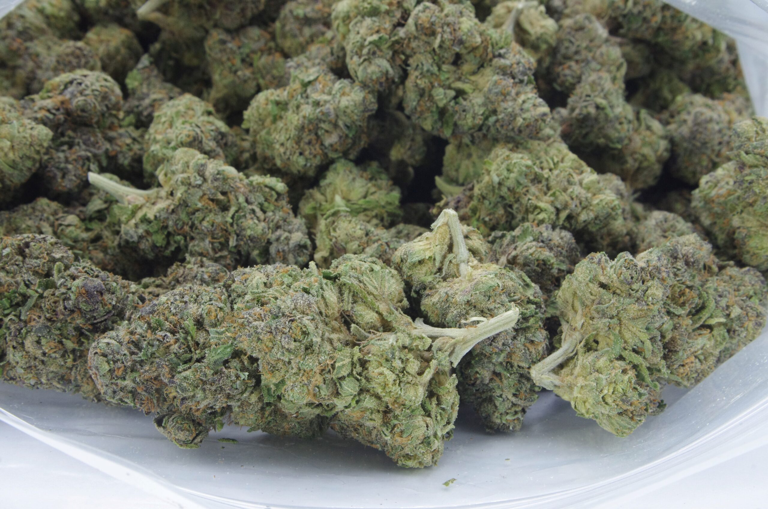 Rose Gold (Oz Special) Hybrid Rose Gold (Oz Special) Hybrid