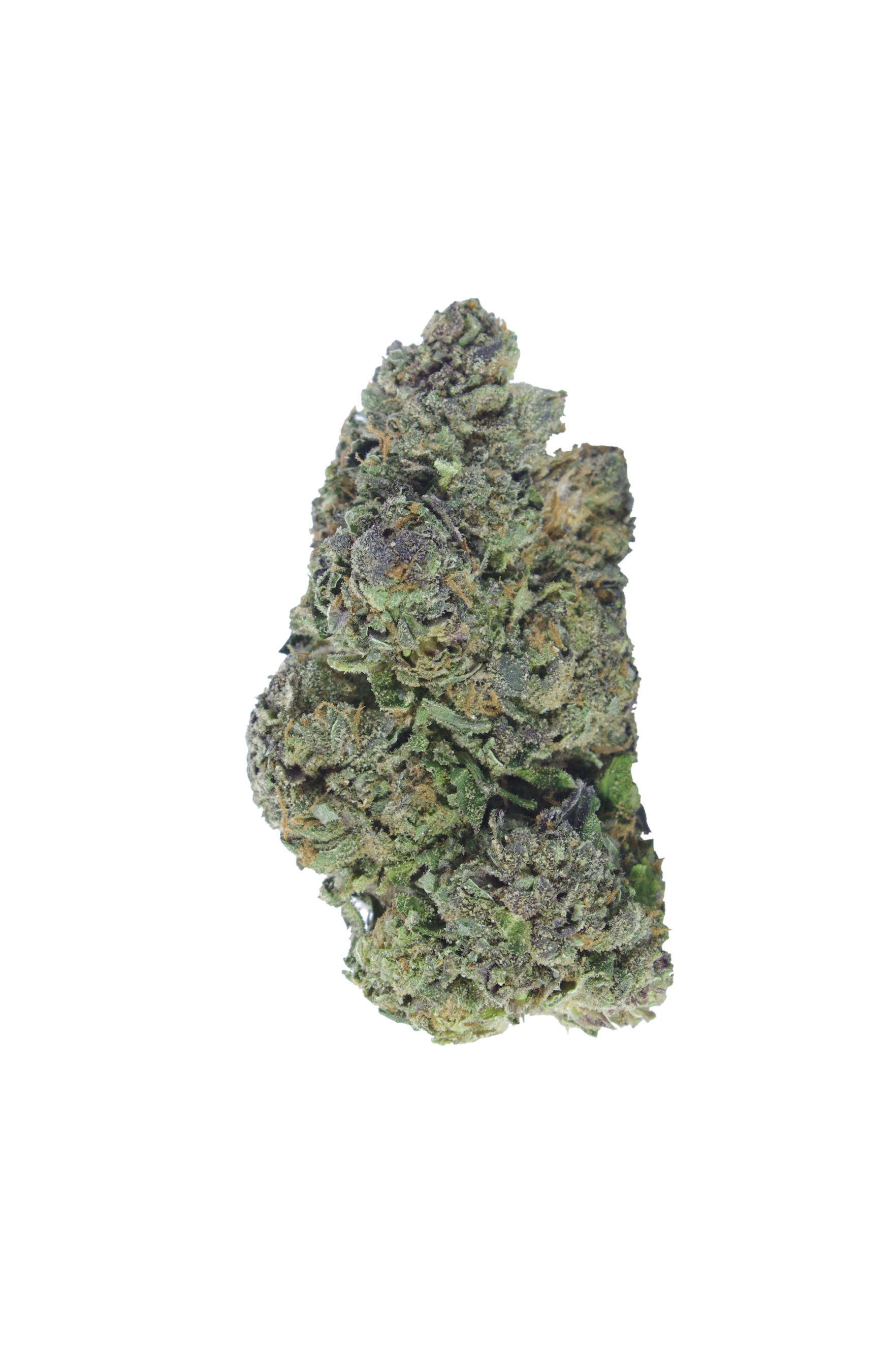 Rose Gold (Oz Special) Hybrid Rose Gold (Oz Special) Hybrid