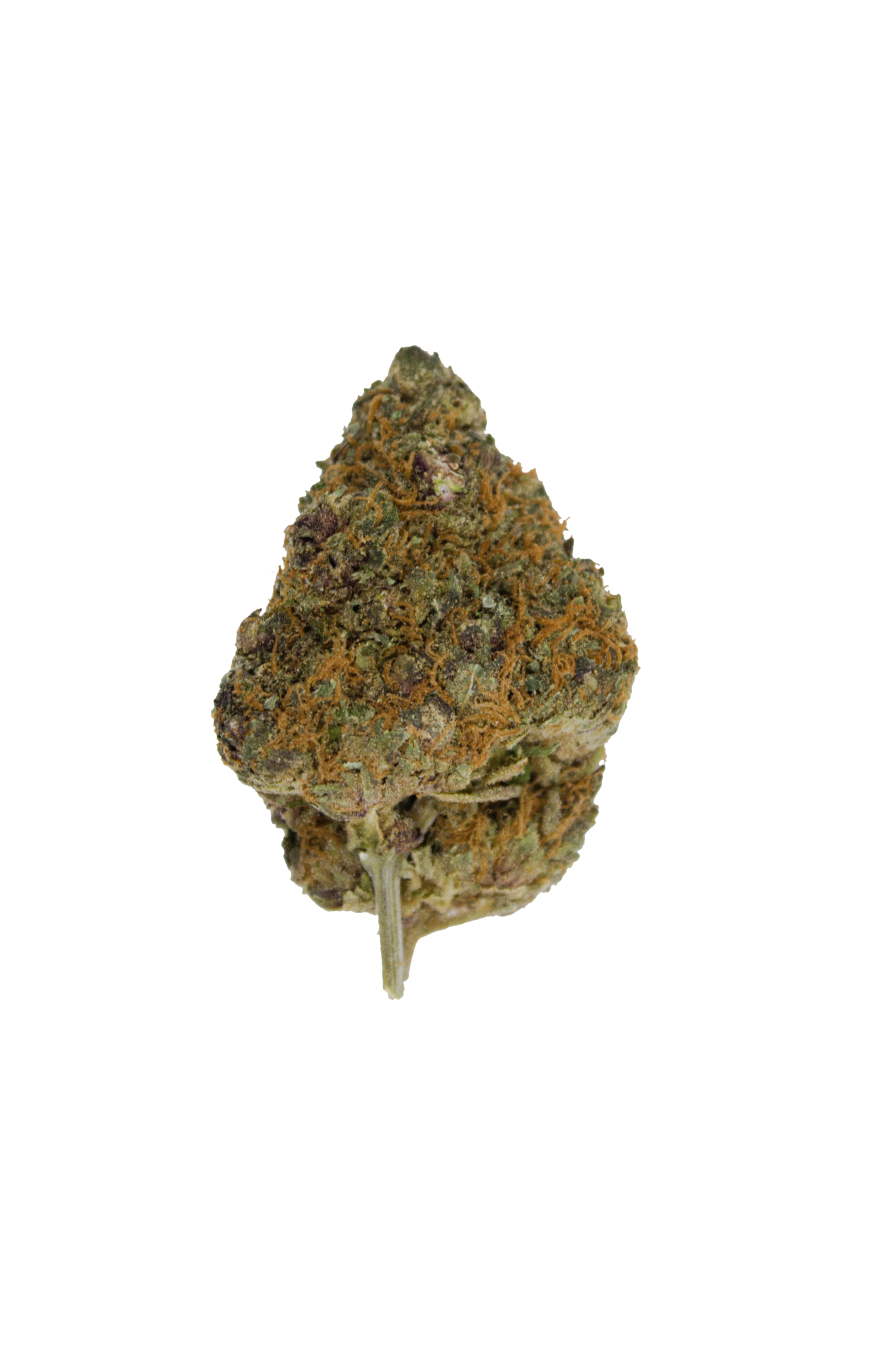 Black Cherry (Oz Special) Sativa Black Cherry (Oz Special) Sativa