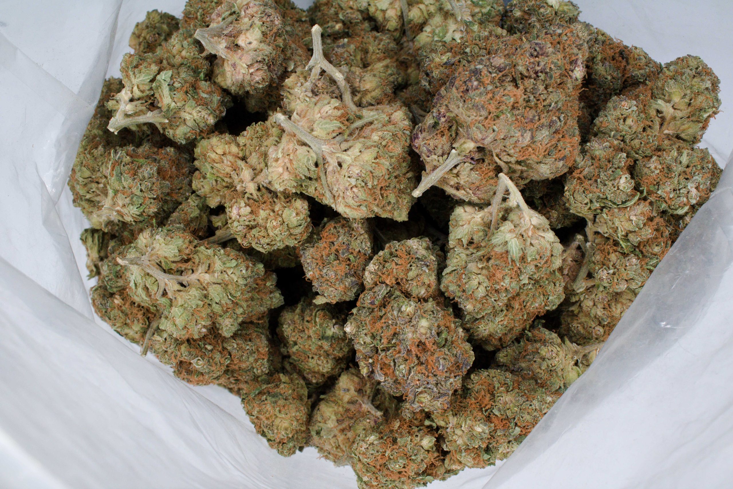 Black Cherry (Oz Special) Sativa Black Cherry (Oz Special) Sativa