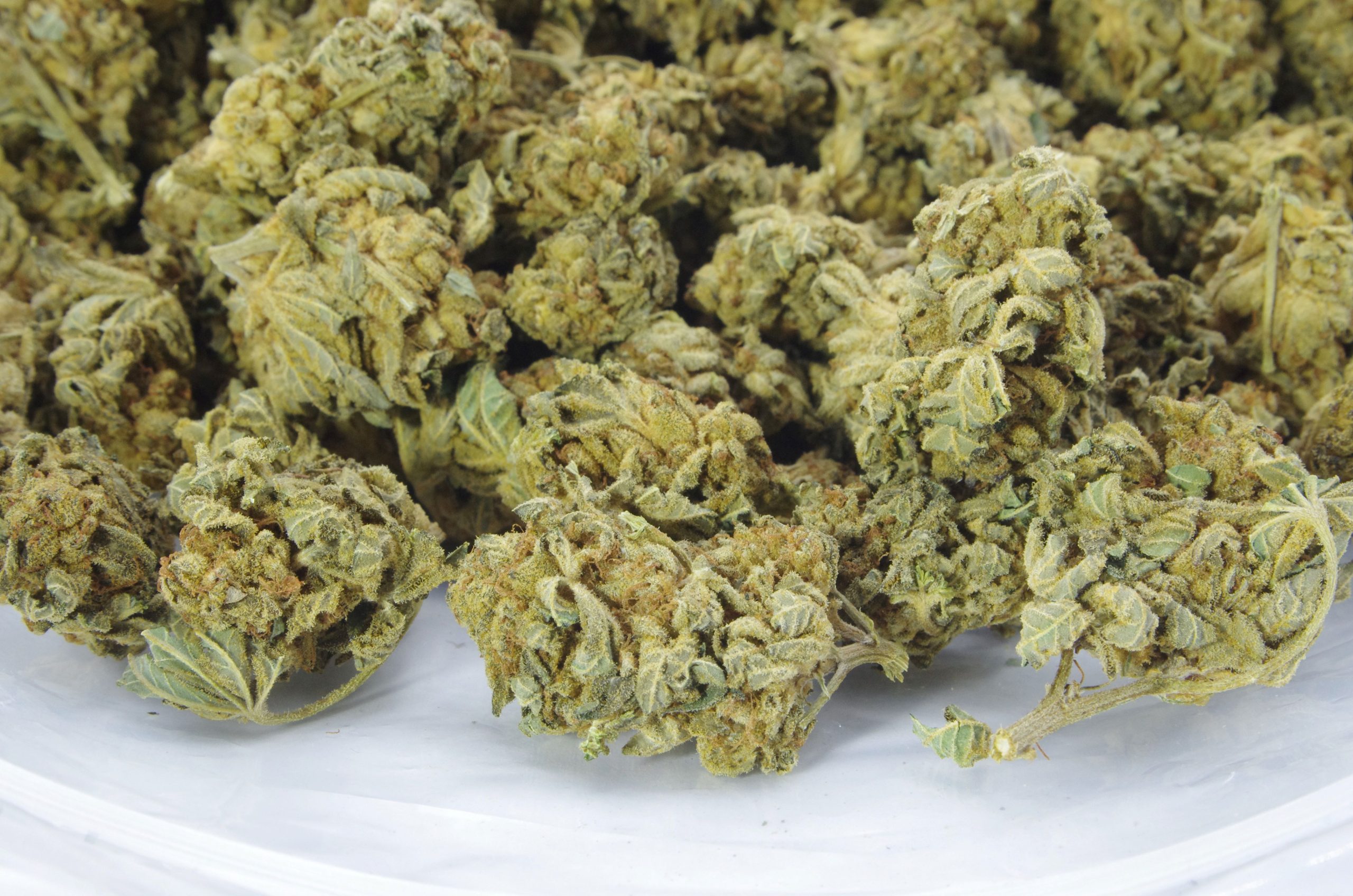 Gorilla Breath (Oz Special) Hybrid Gorilla Breath (Oz Special) Hybrid