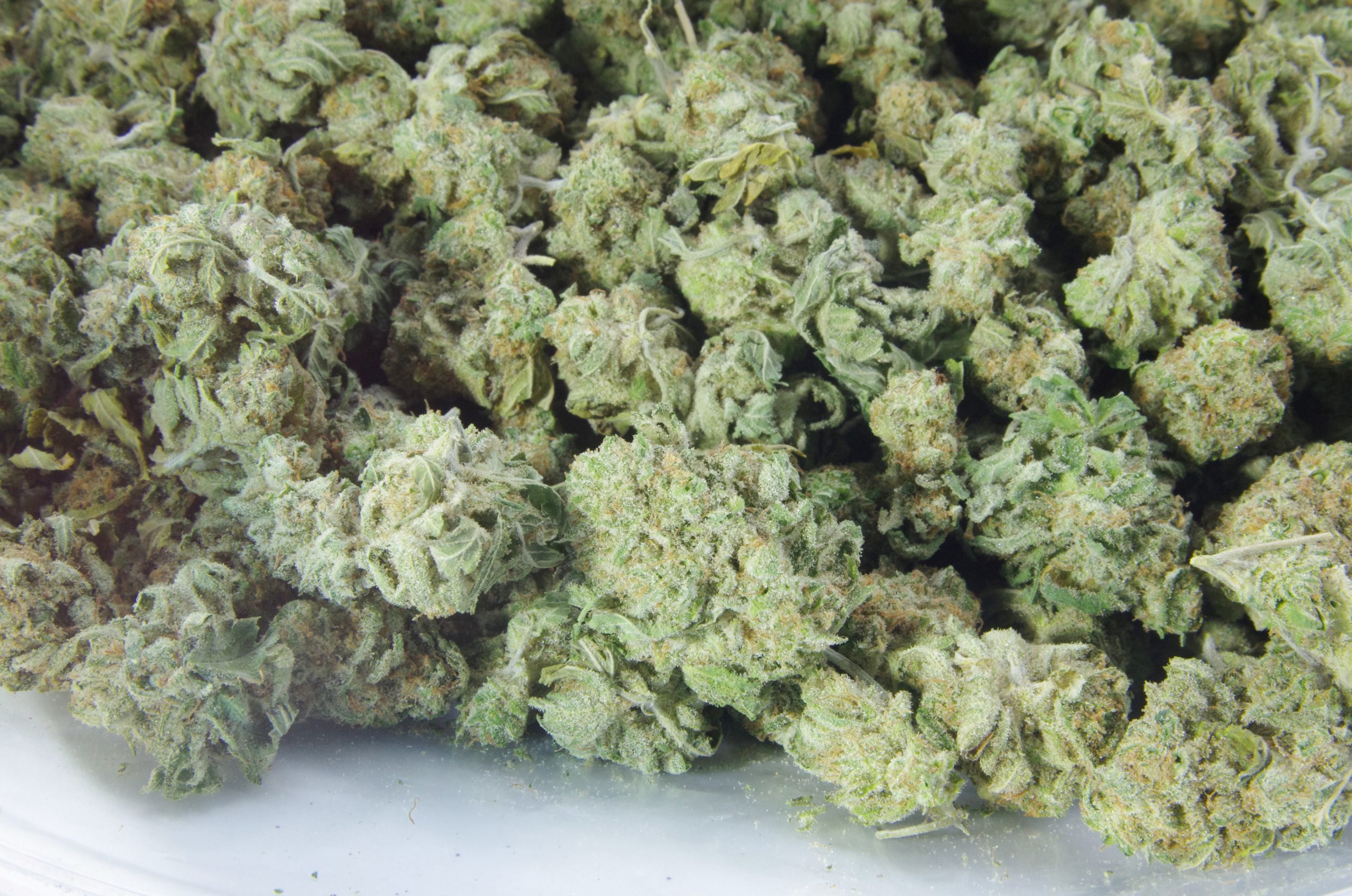 Cherry Haze Smalls (Oz special) All Strains Cherry Haze Smalls (Oz special) All Strains