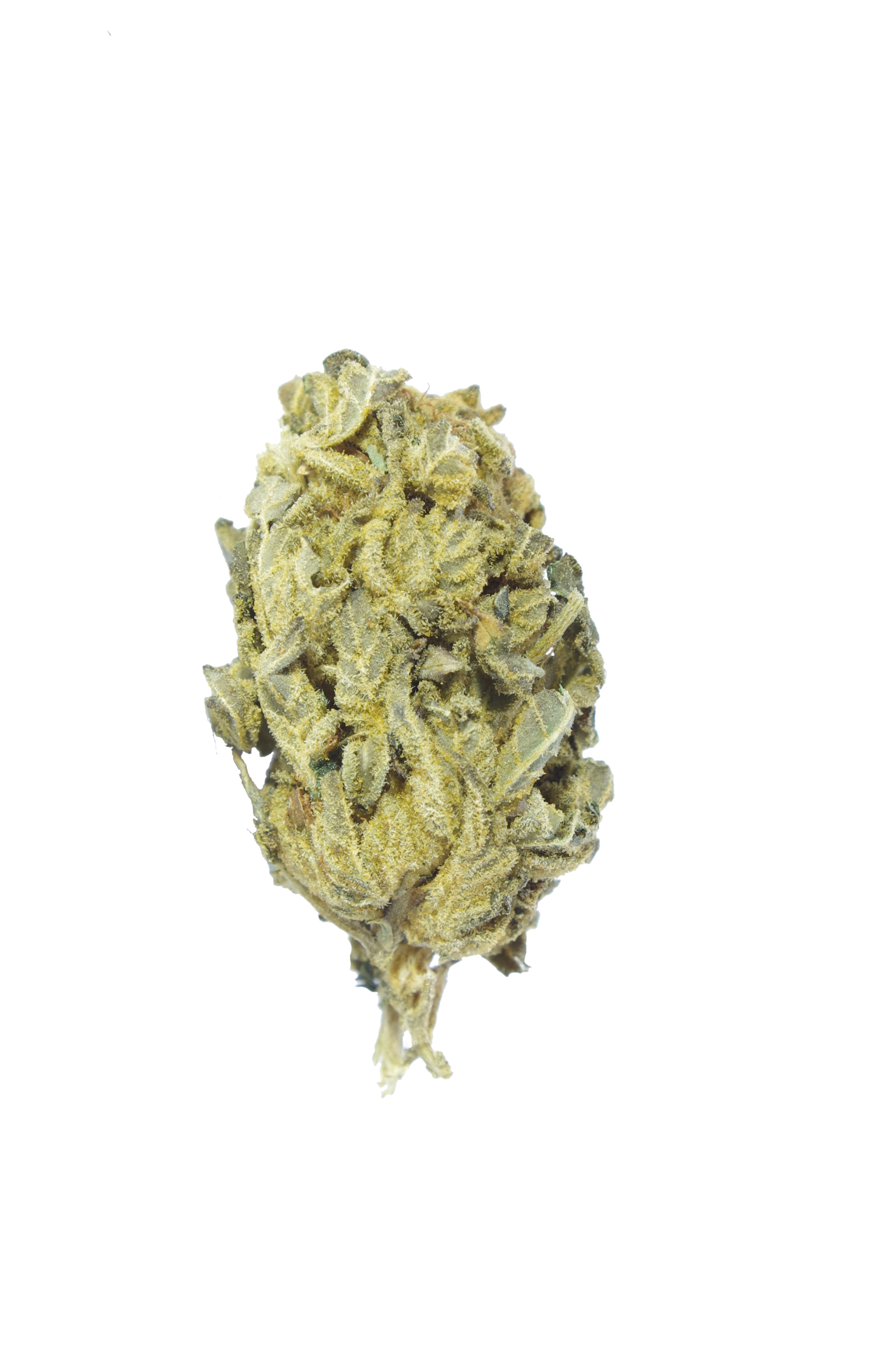 Gorilla Breath (Oz Special) Hybrid Gorilla Breath (Oz Special) Hybrid