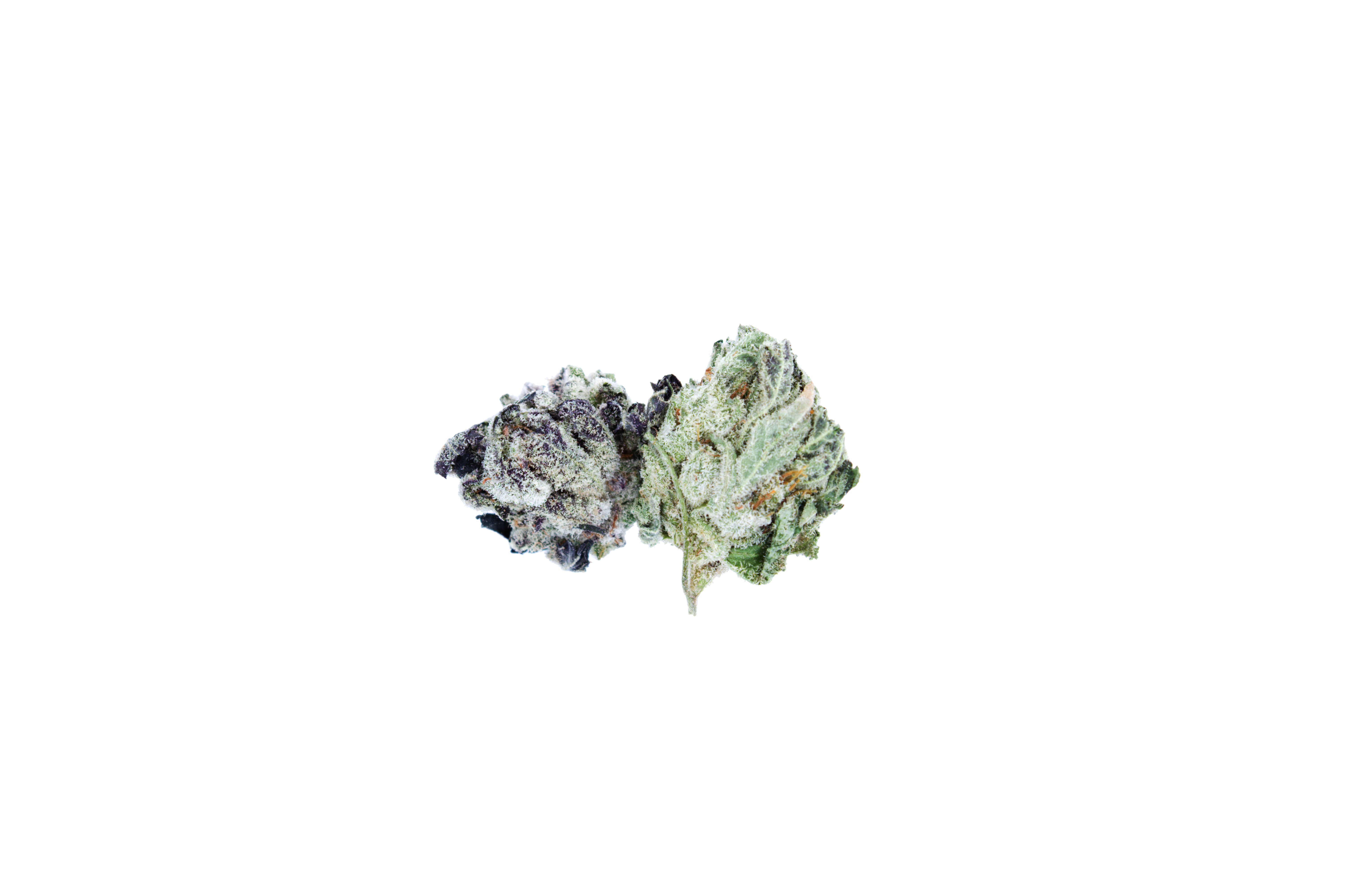 Sour Cherry Sherbert Smalls Hybrid anti-anxiety Sour Cherry Sherbert Smalls Hybrid anti-anxiety