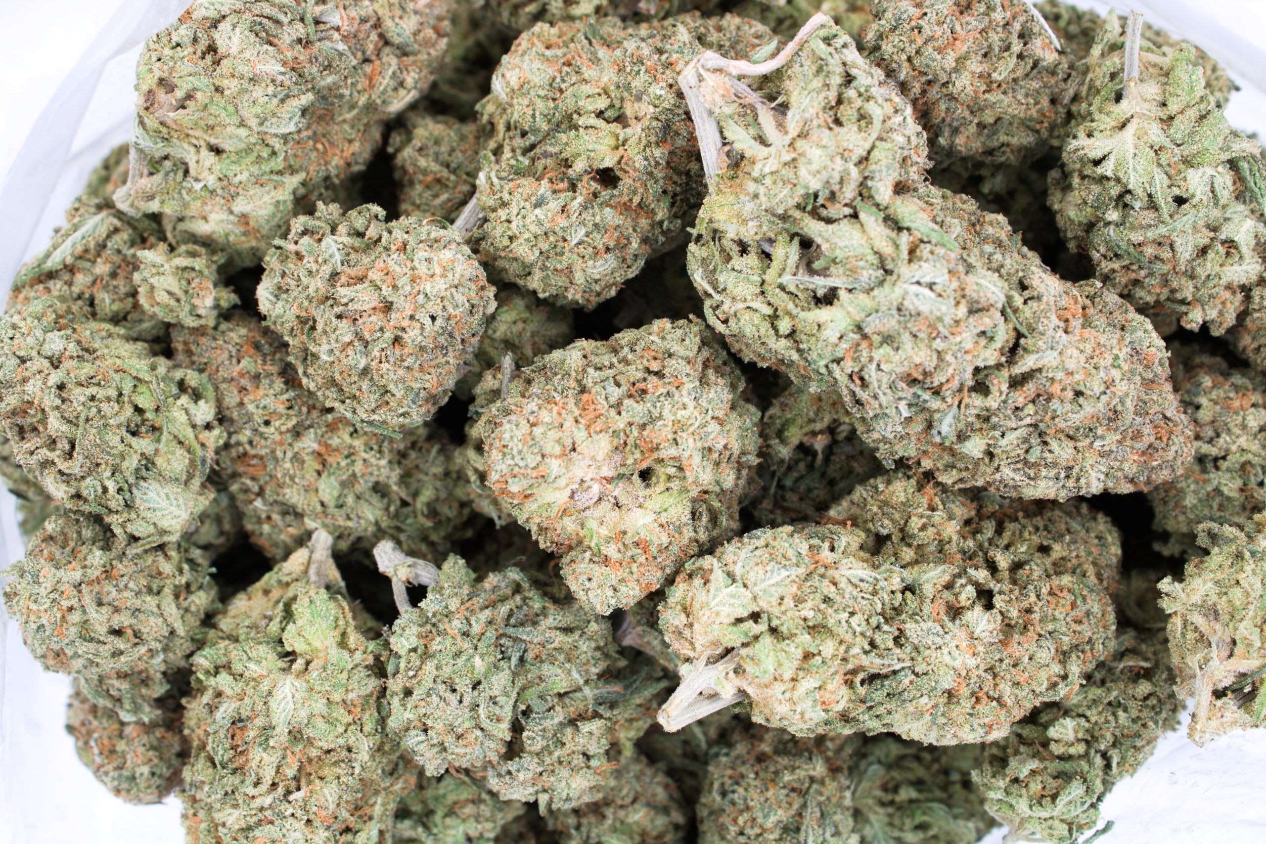 Citrus Haze Hybrid anti-anxiety Citrus Haze Hybrid anti-anxiety