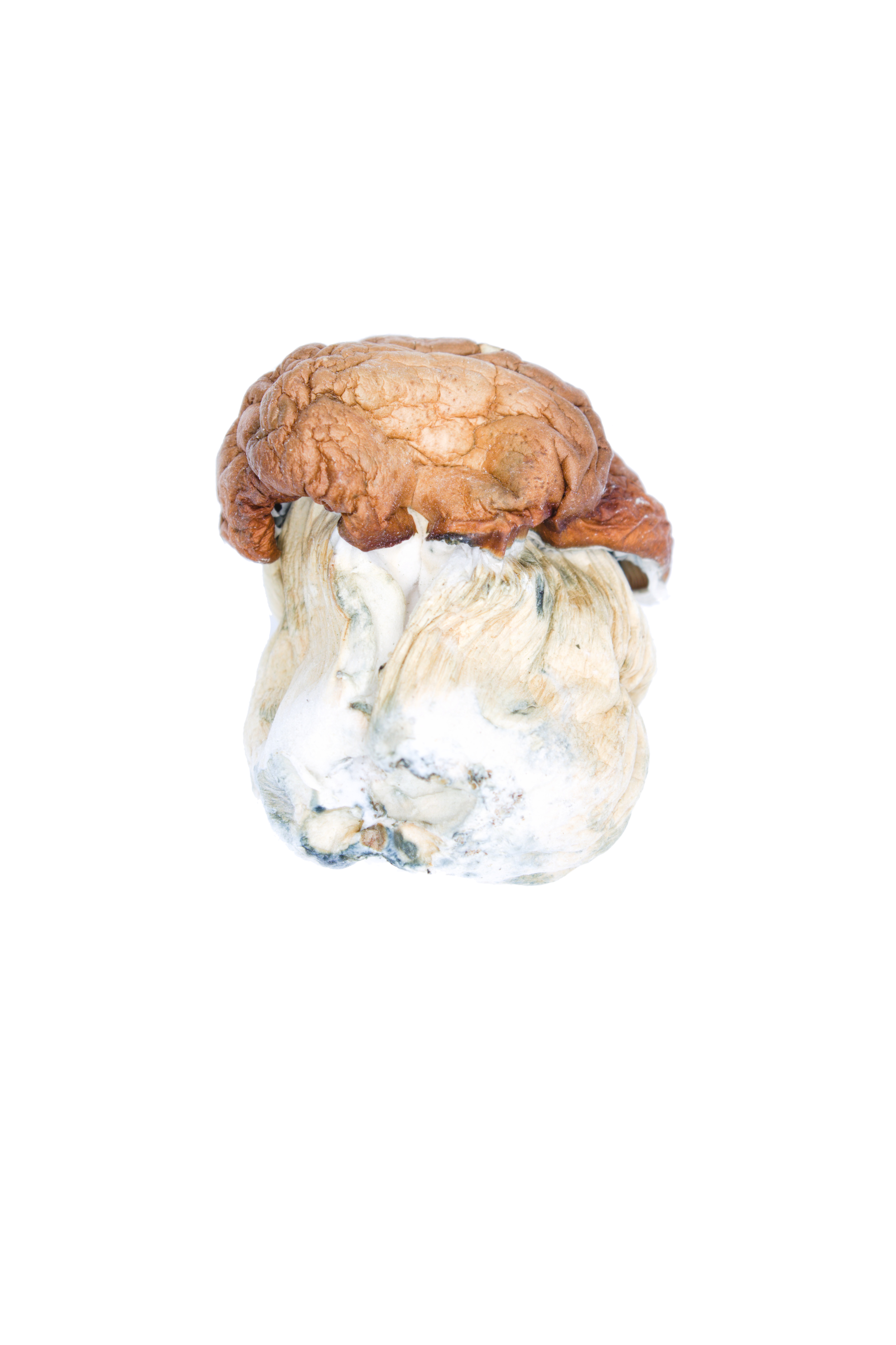 Dino Eggs Psychedelics Dino Eggs Psychedelics
