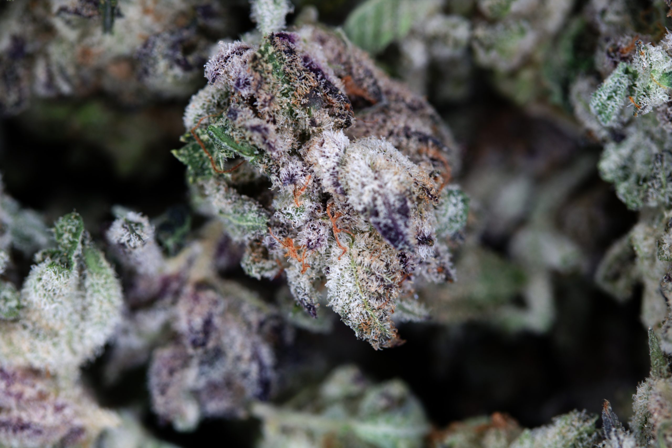 Ice Cream Smalls All Strains anti-anxiety Ice Cream Smalls All Strains anti-anxiety