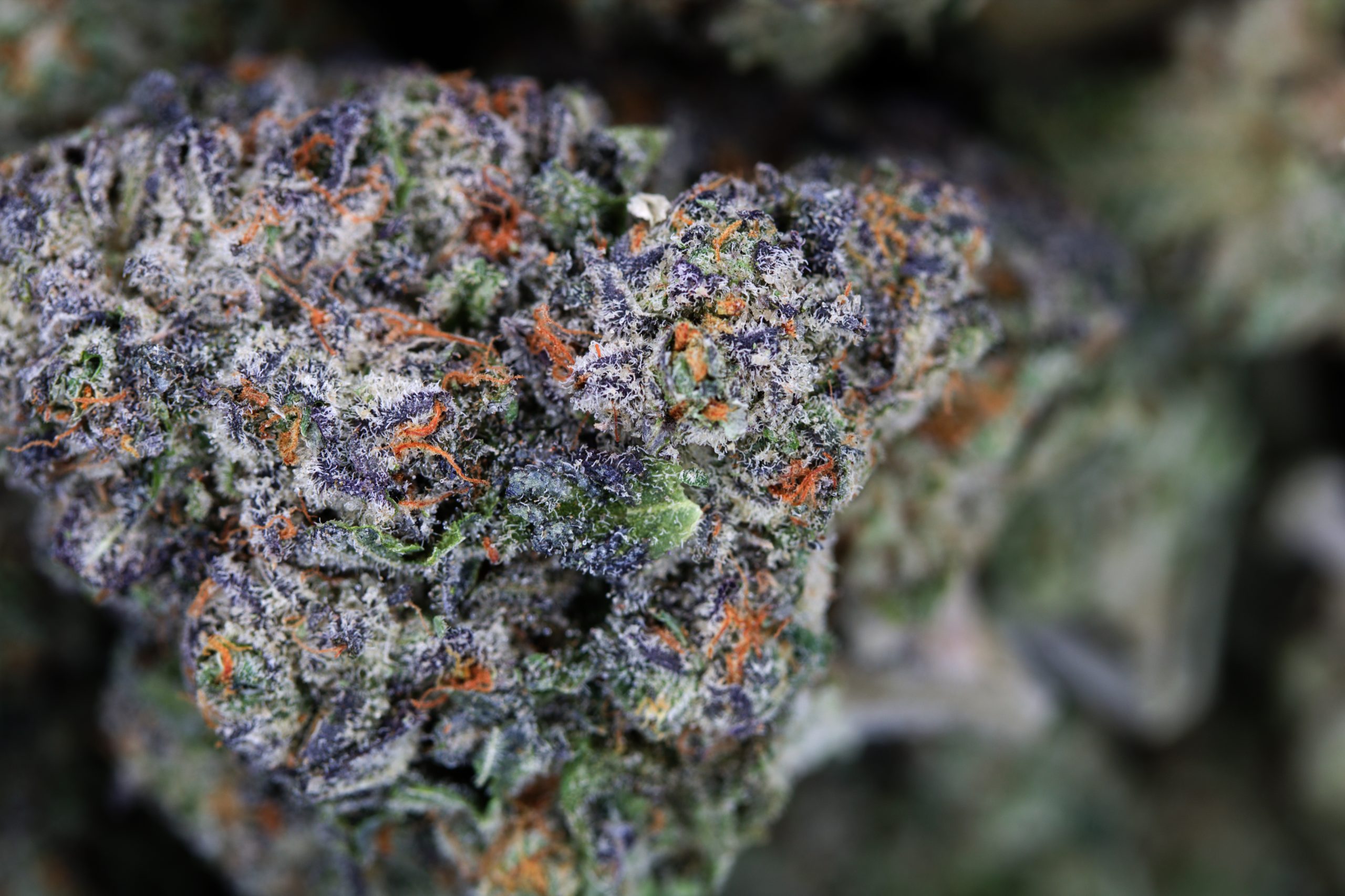 LA Runtz All Strains anti-anxiety LA Runtz All Strains anti-anxiety