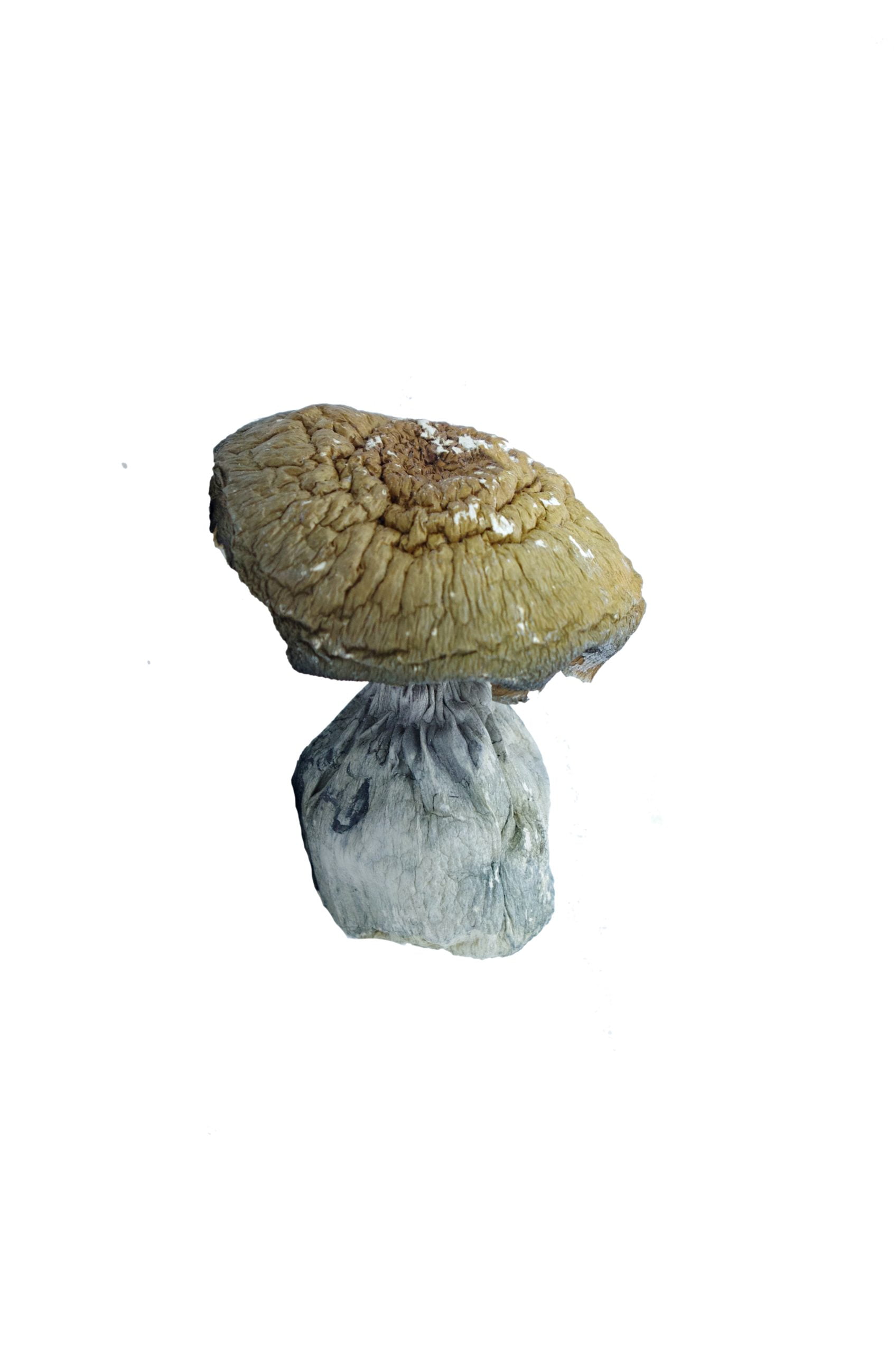 Makilla Gorilla Magic Mushrooms (1/2lbs) Bulk Makilla Gorilla Magic Mushrooms (1/2lbs) Bulk