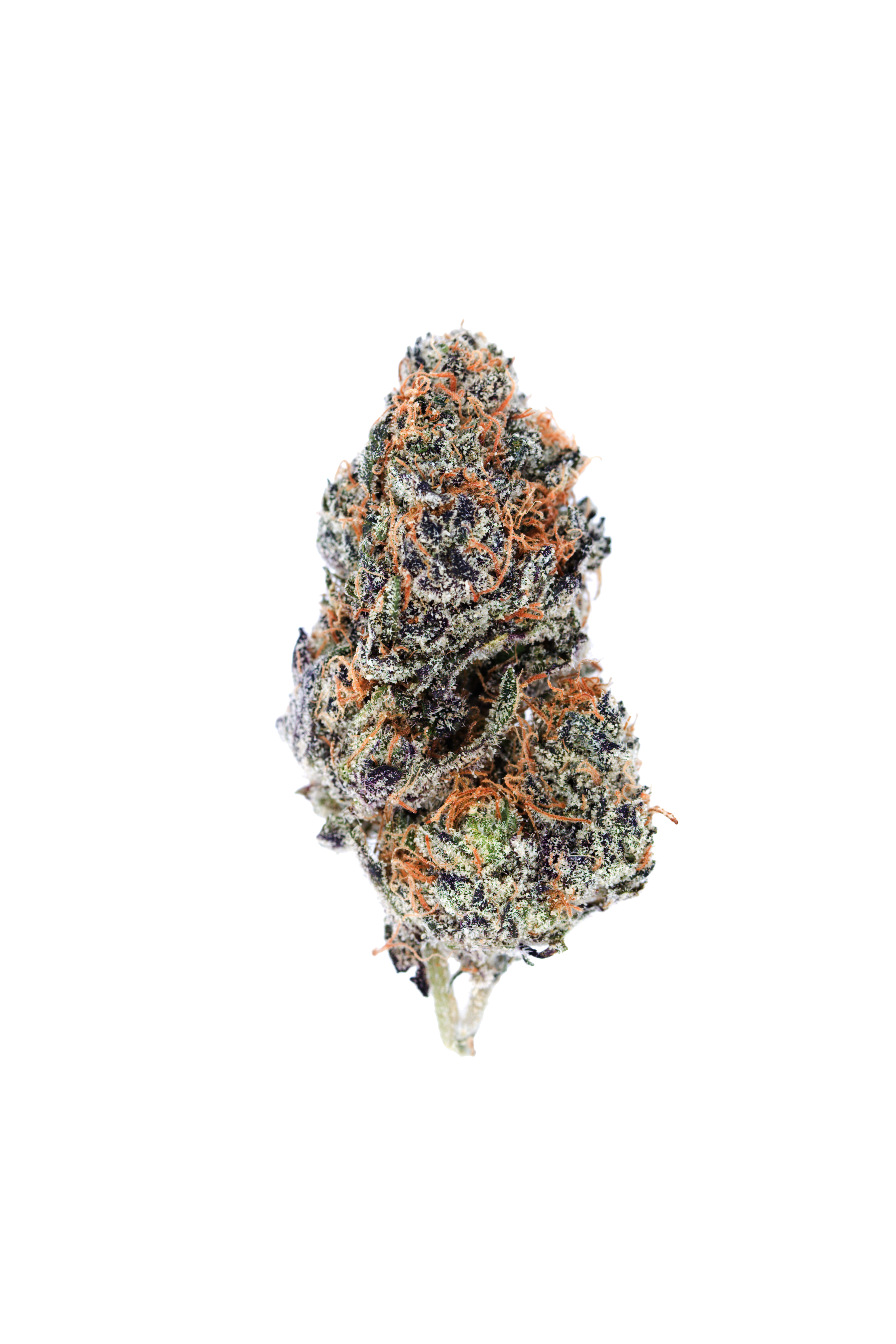 Gelato Kiss Bulk Gelato Kiss Bulk