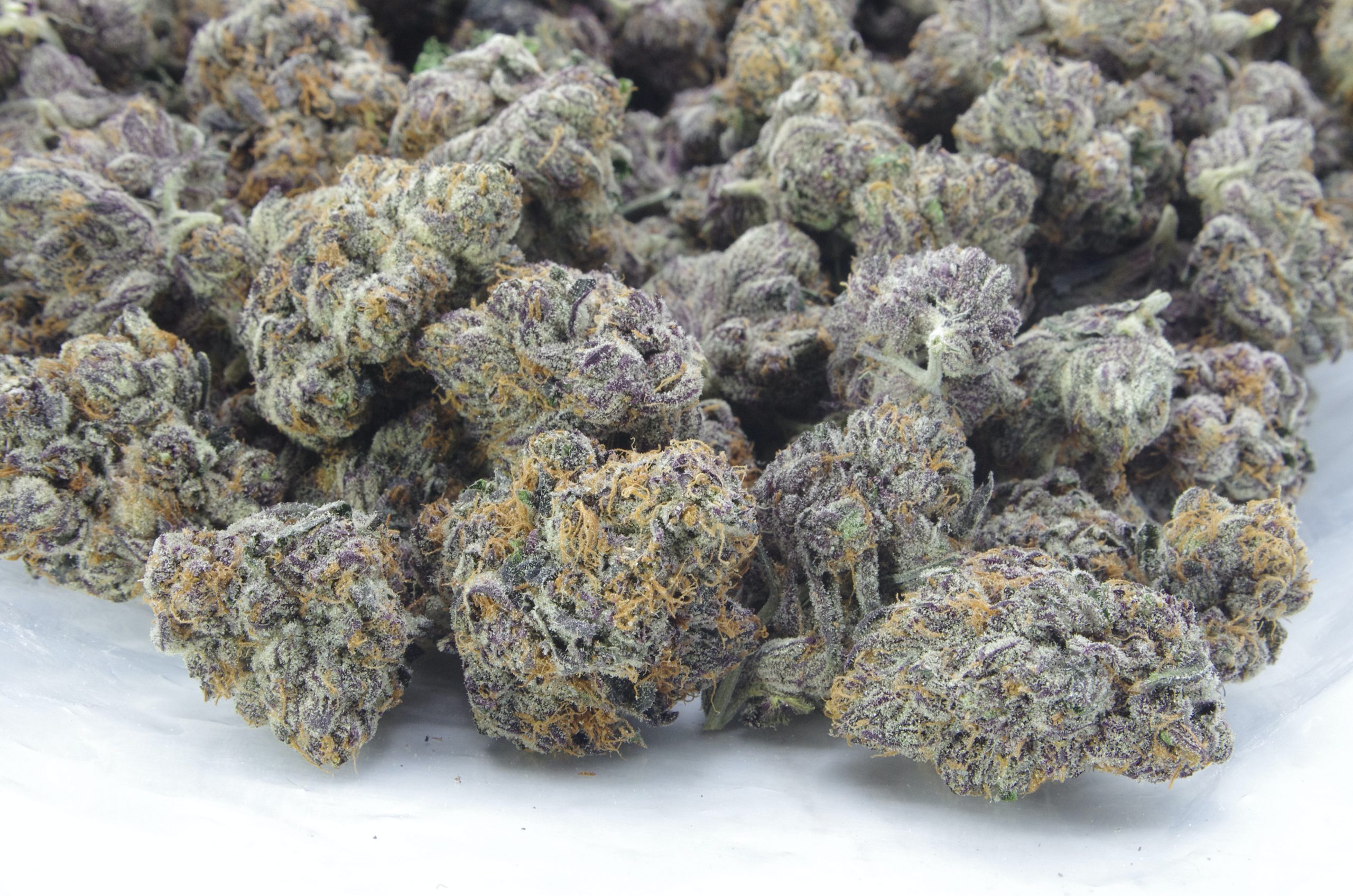 Black Biscotti (QP) Wholesale Flower anti-anxiety Black Biscotti (QP) Wholesale Flower anti-anxiety