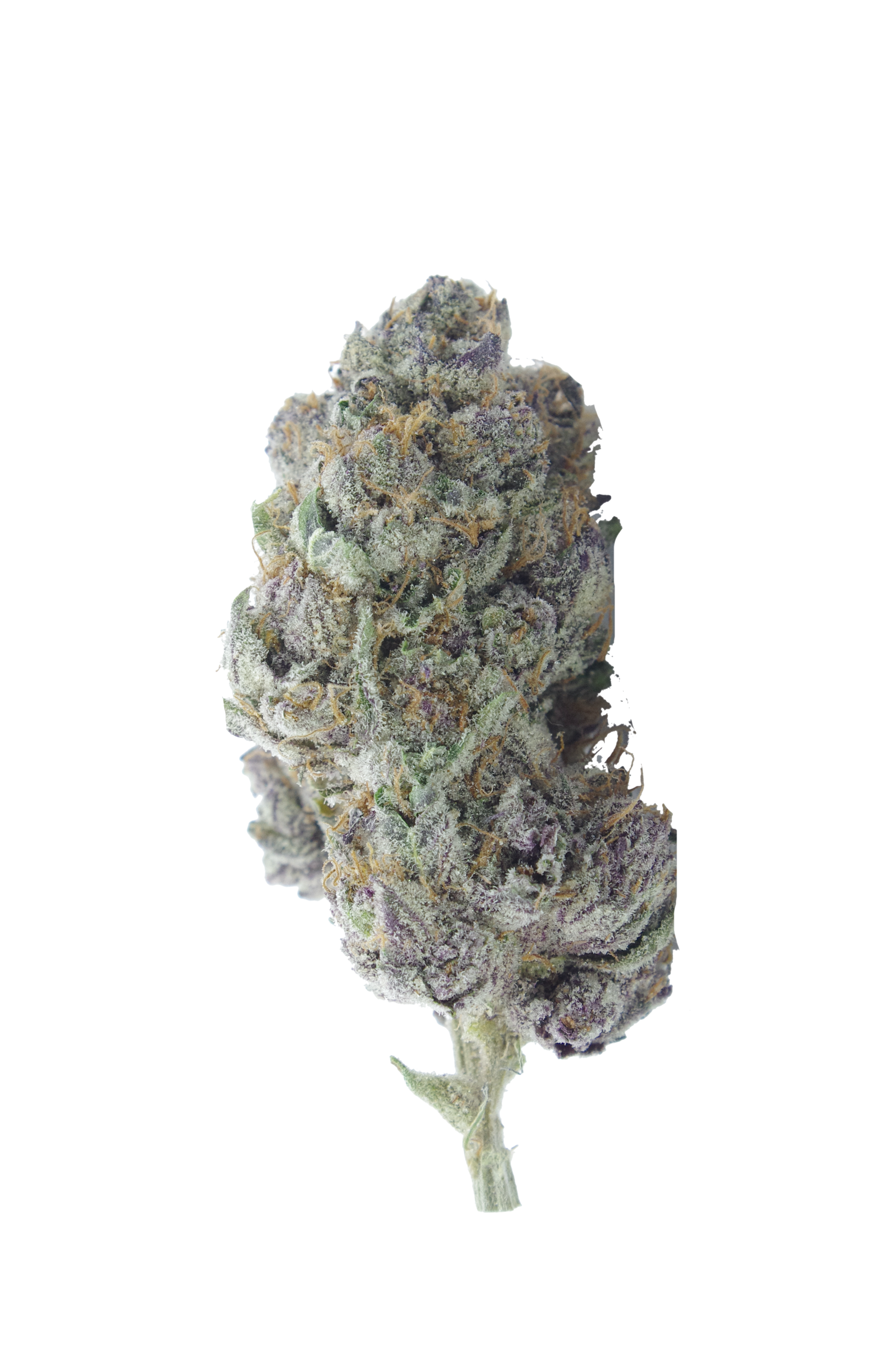 Black Biscotti (QP) Wholesale Flower anti-anxiety Black Biscotti (QP) Wholesale Flower anti-anxiety