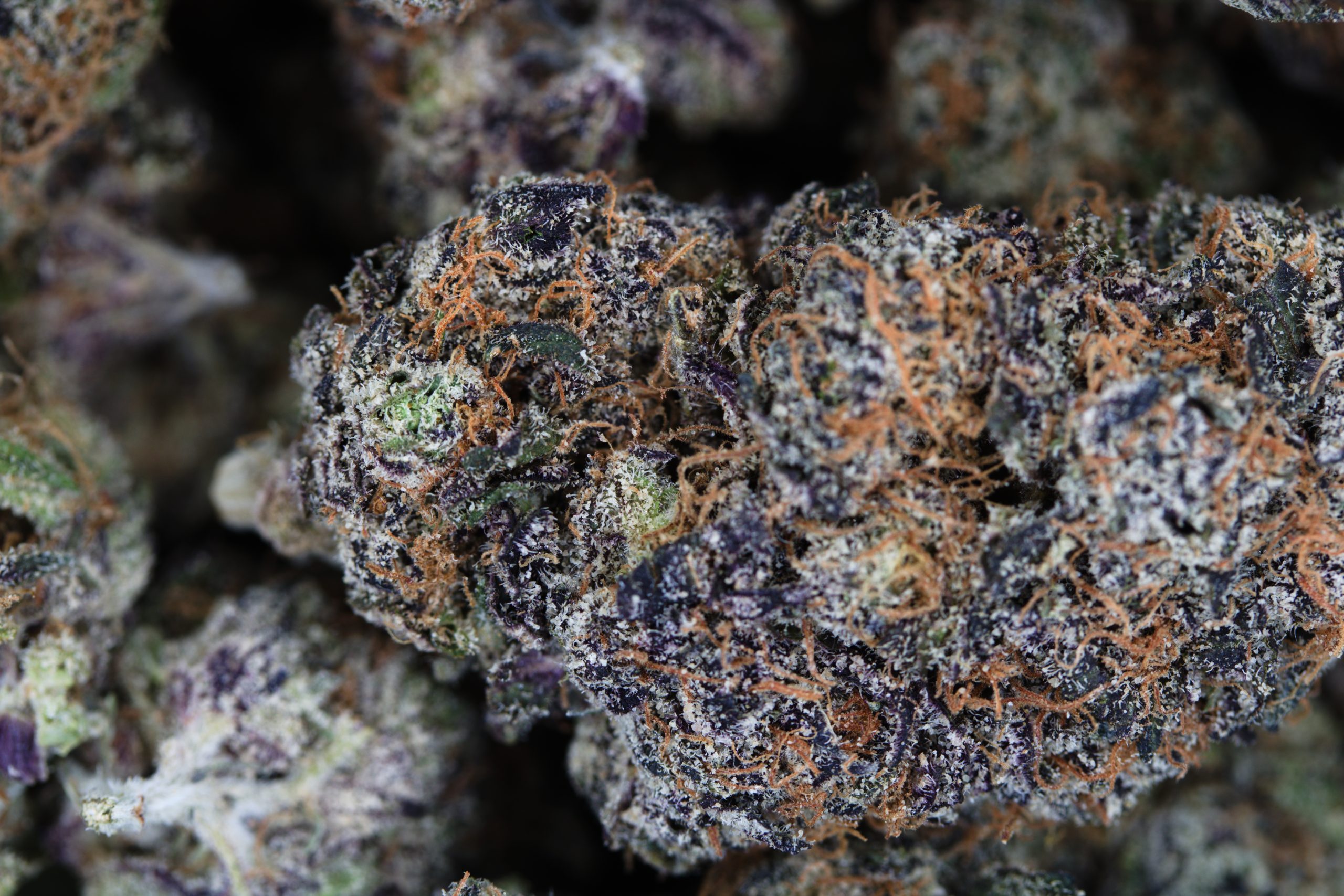 Gelato Kiss Bulk Gelato Kiss Bulk