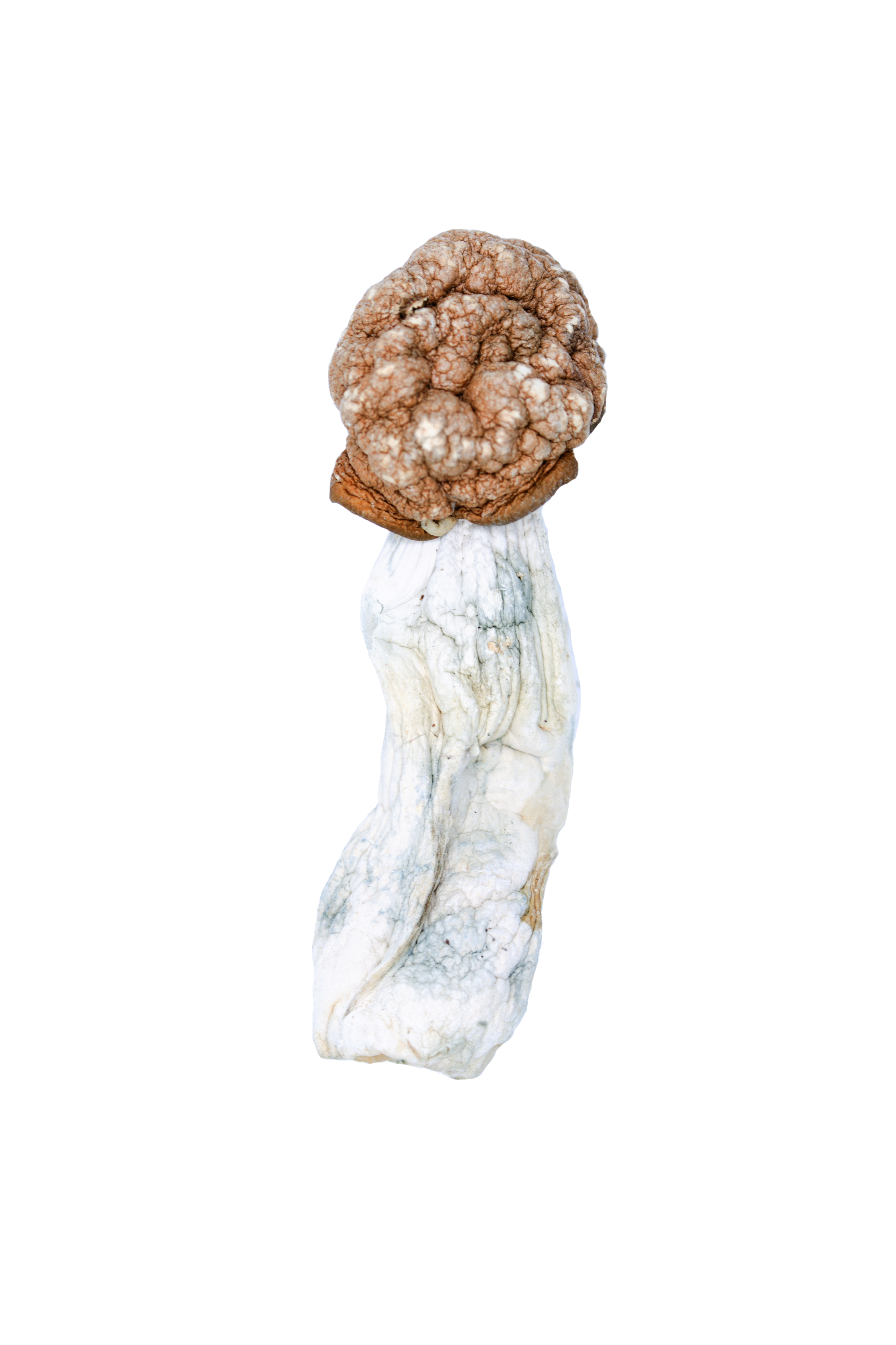 Melmac Mushrooms Melmac Melmac Mushrooms Melmac