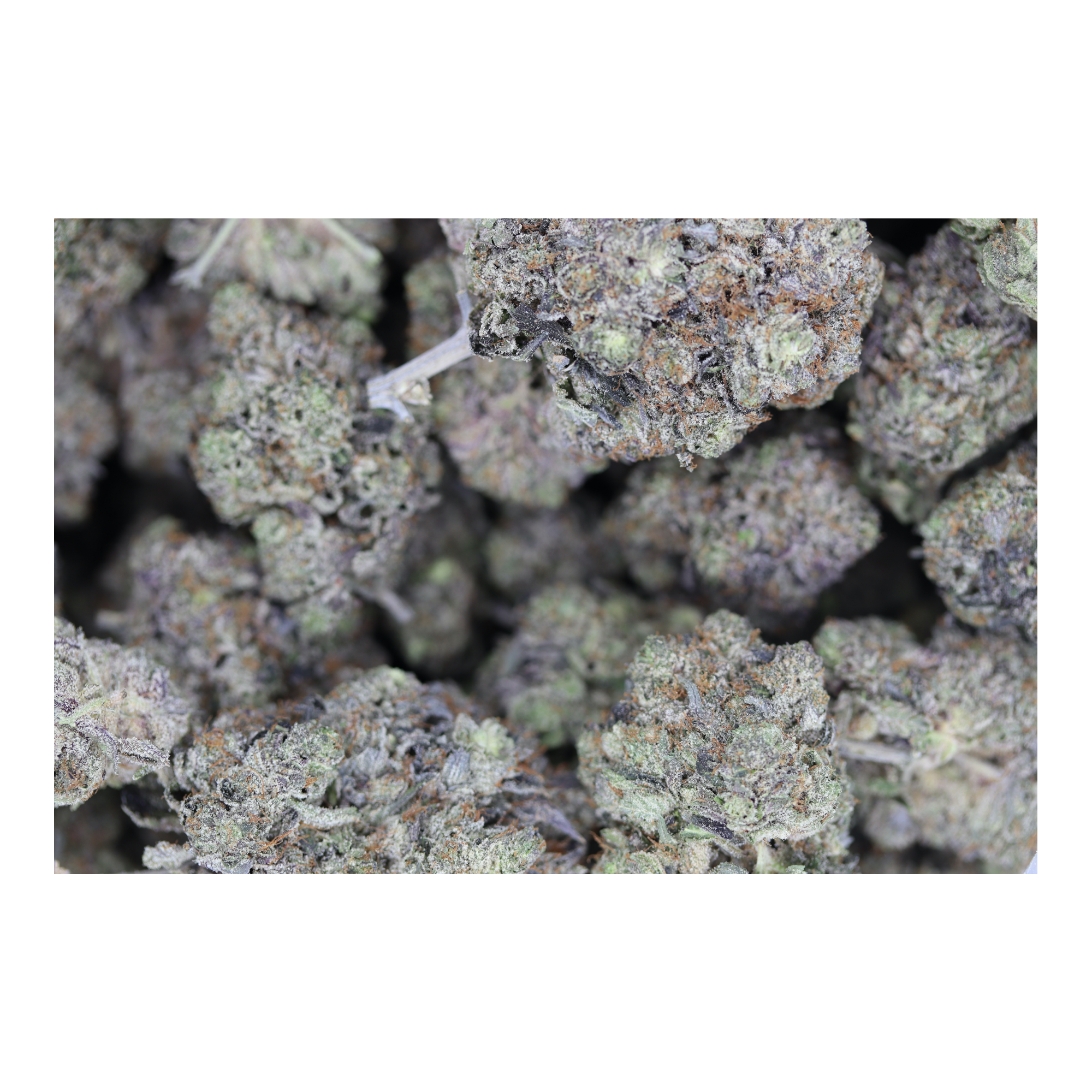Pink Muerte Indica Cannabis Flower Pink Muerte Indica Cannabis Flower