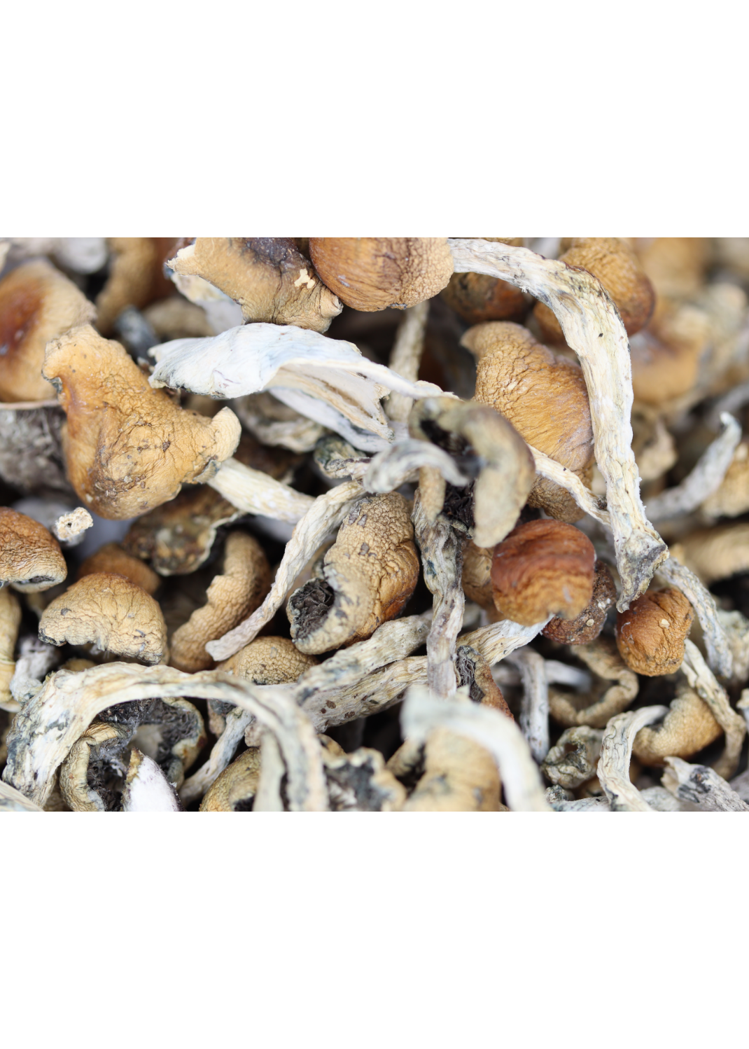 Golden Teacher Mushrooms Golden Teacher Golden Teacher Mushrooms Golden Teacher