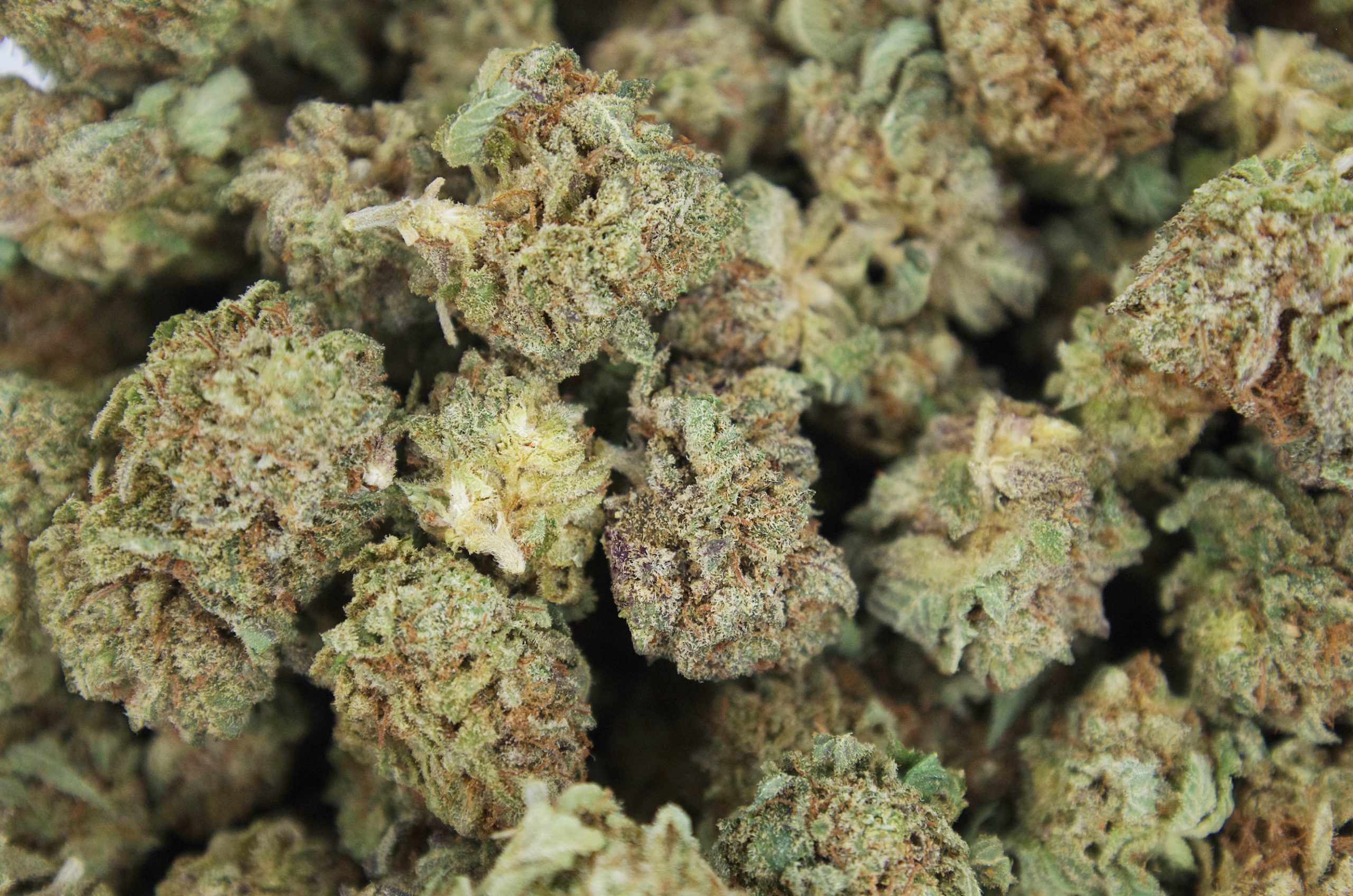 Northern Lights Smalls (1/2lb) Wholesale Flower Cannabis Flower Northern Lights Smalls (1/2lb) Wholesale Flower Cannabis Flower