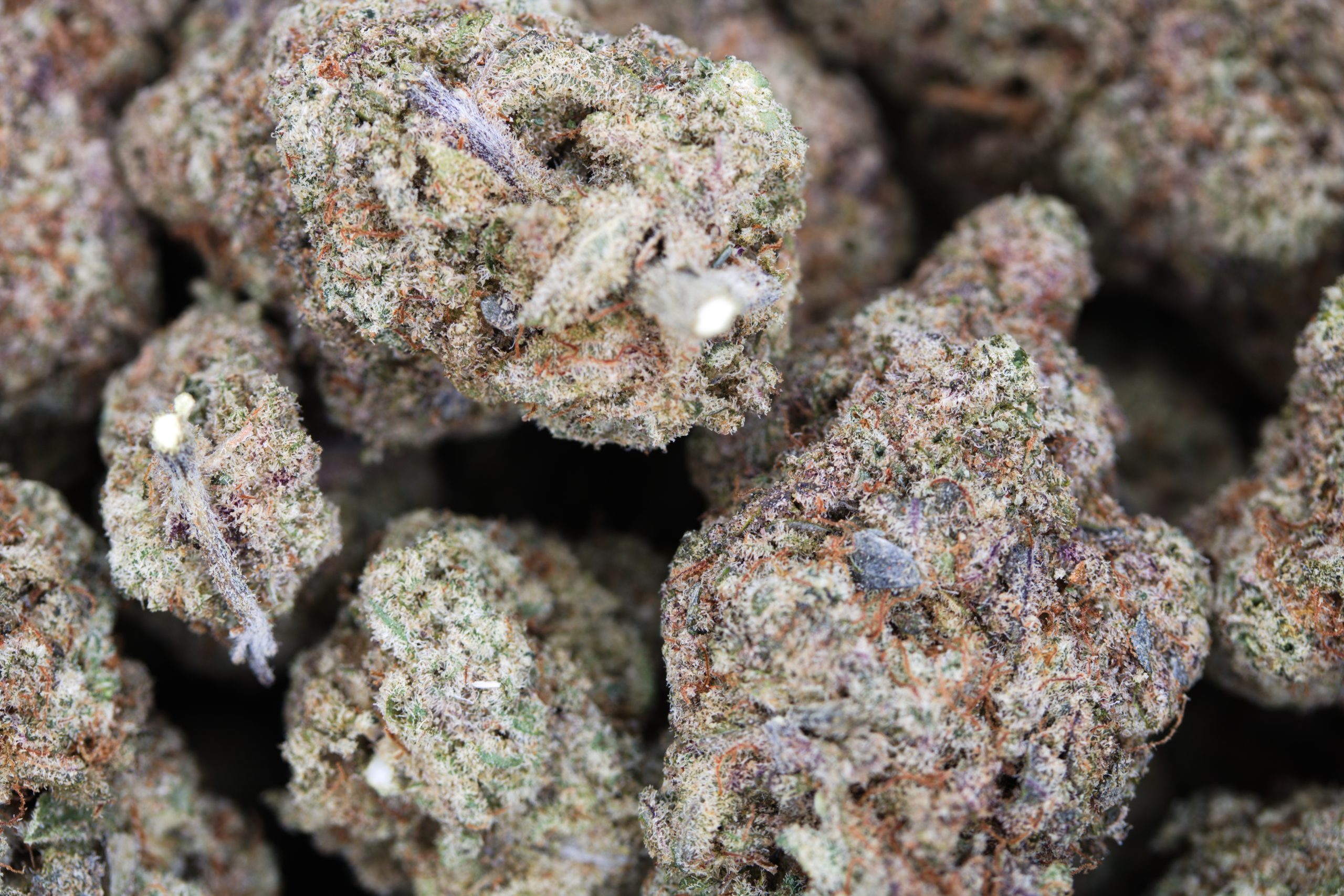 Purple Starfighter All Strains Purple Starfighter All Strains