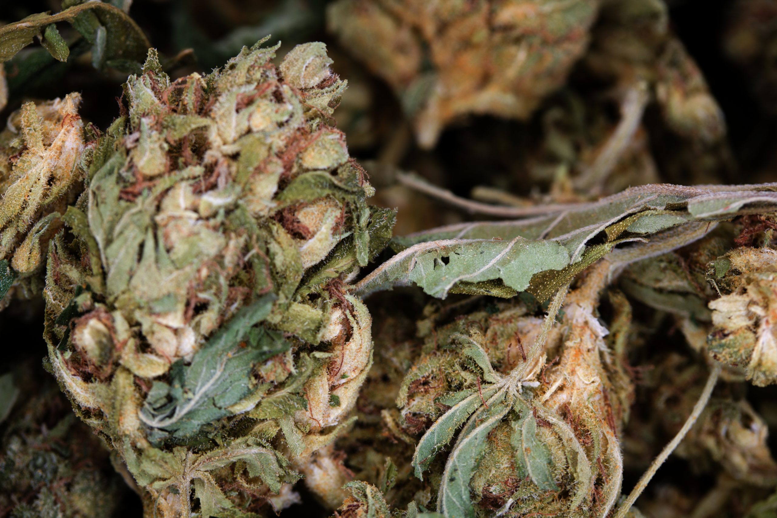 Green Crack Herer (1/2lb) Sativa Green Crack Herer (1/2lb) Sativa