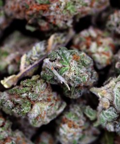 Buy Miracle Alien Cookies Online