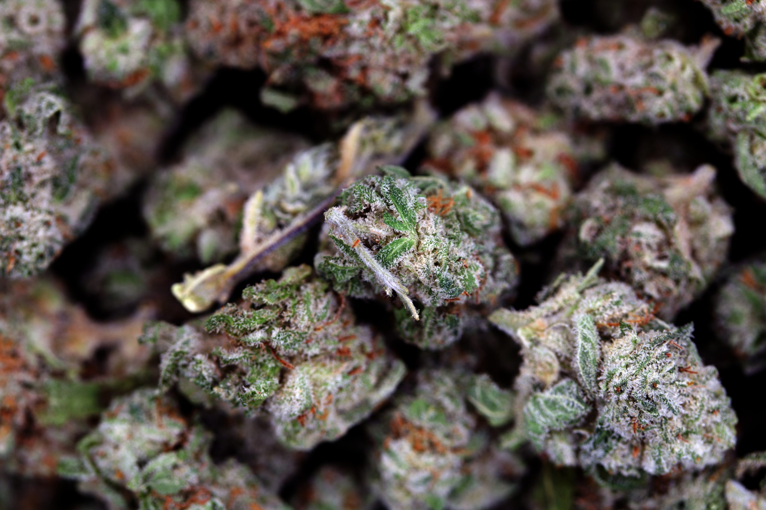 Miracle Alien Cookies Smalls All Strains Miracle Alien Cookies Smalls All Strains