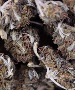 Buy Purple Kush Online