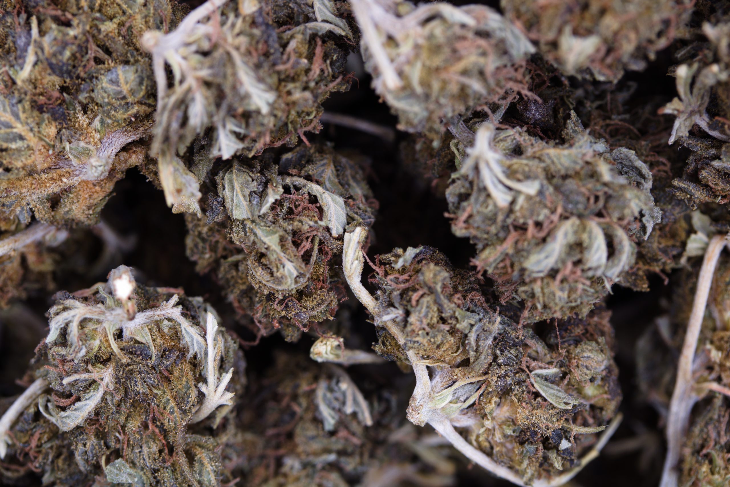 Purple Kush (1/2lb) Indica Purple Kush (1/2lb) Indica